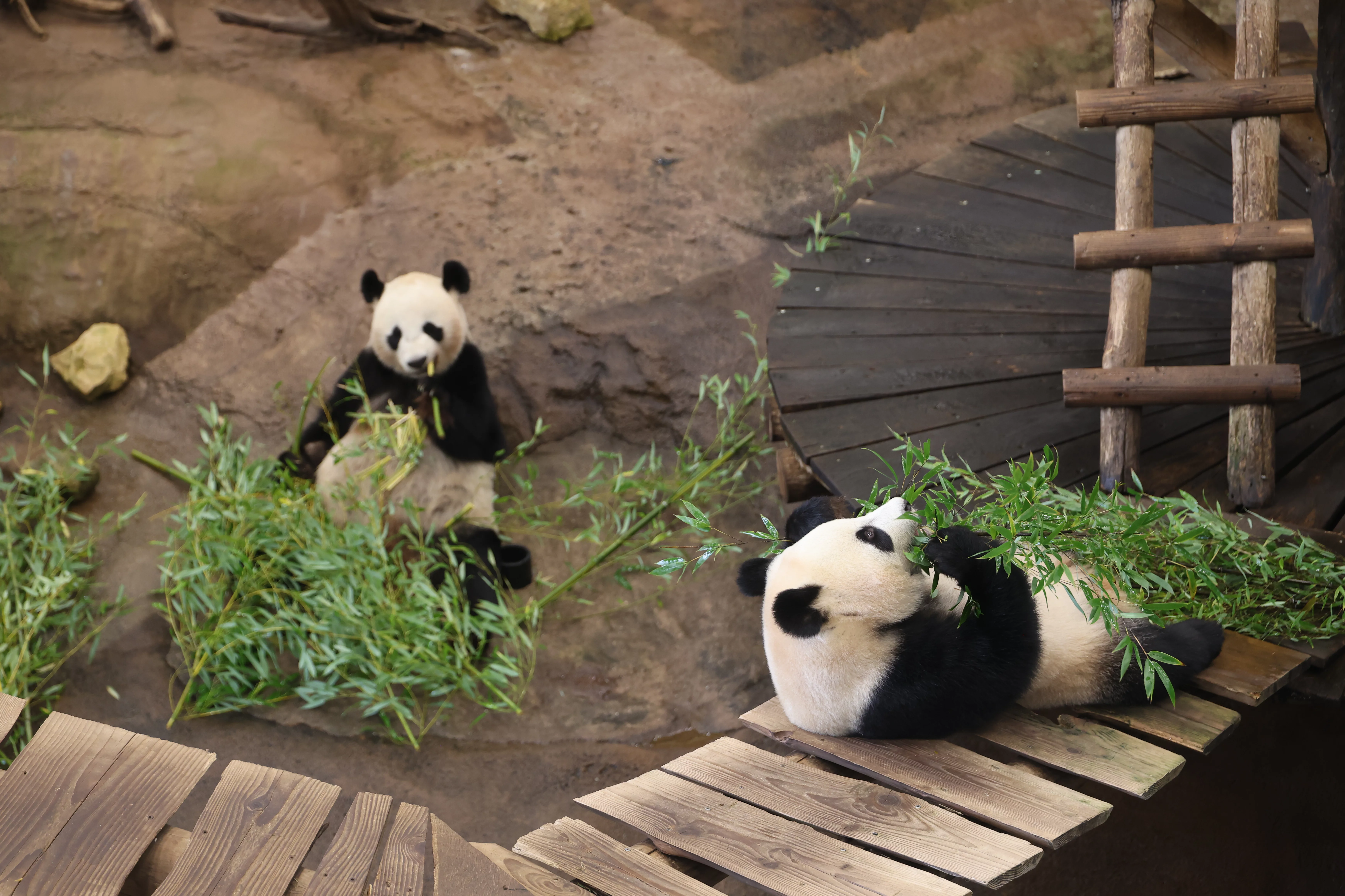 Ouwehands Dierenpark Rhenen