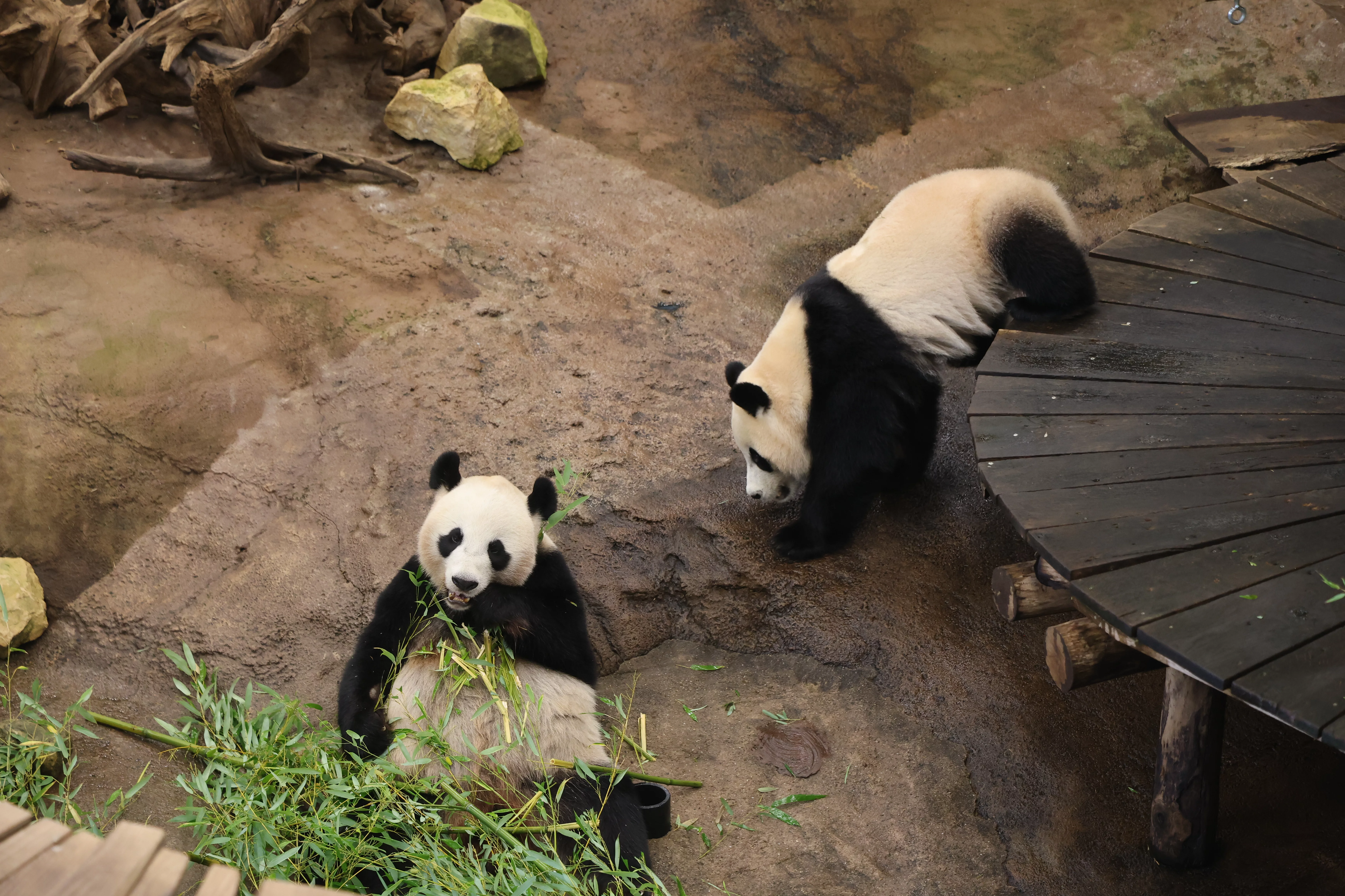 Ouwehands Dierenpark Rhenen