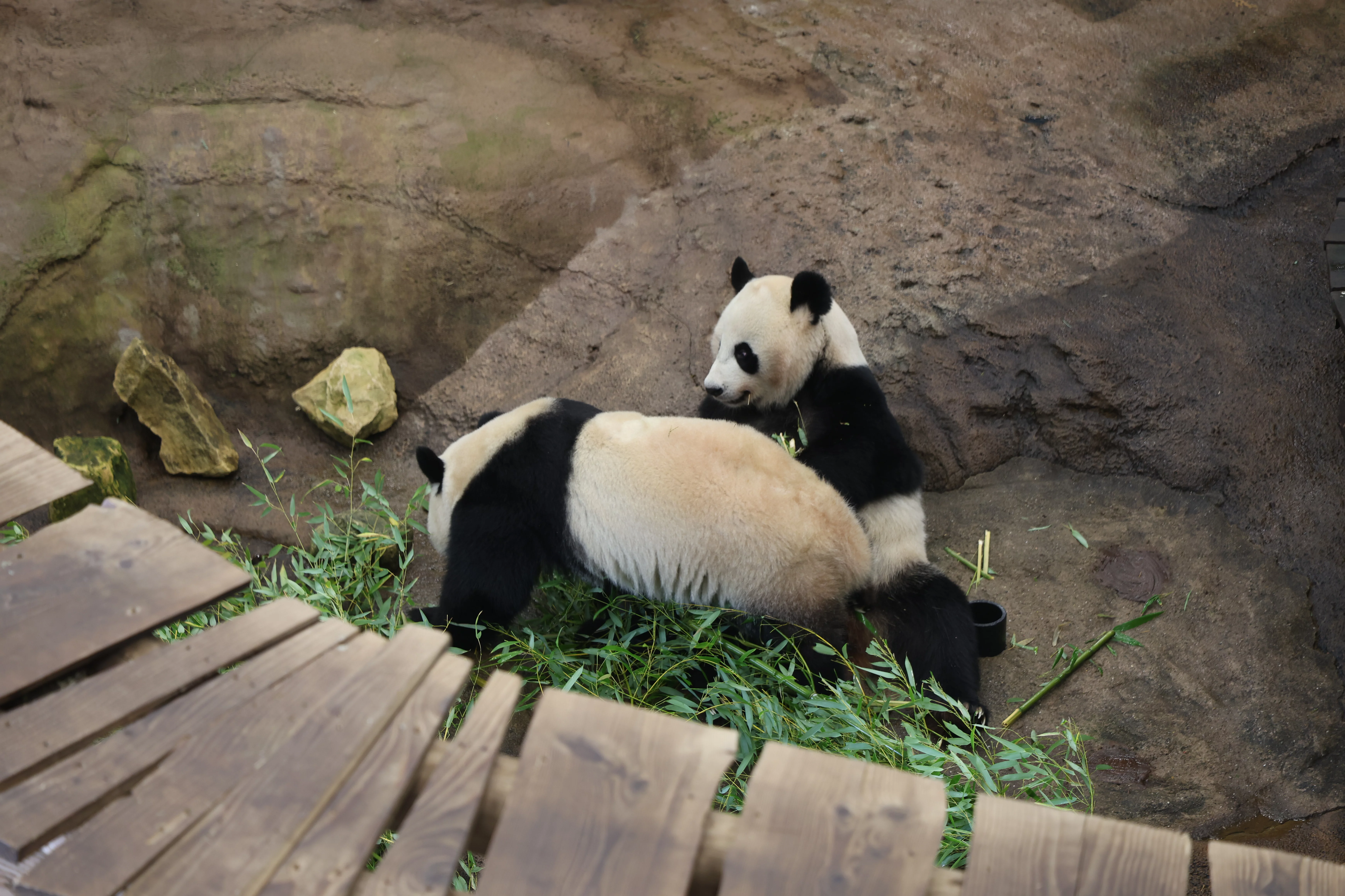 Ouwehands Dierenpark Rhenen