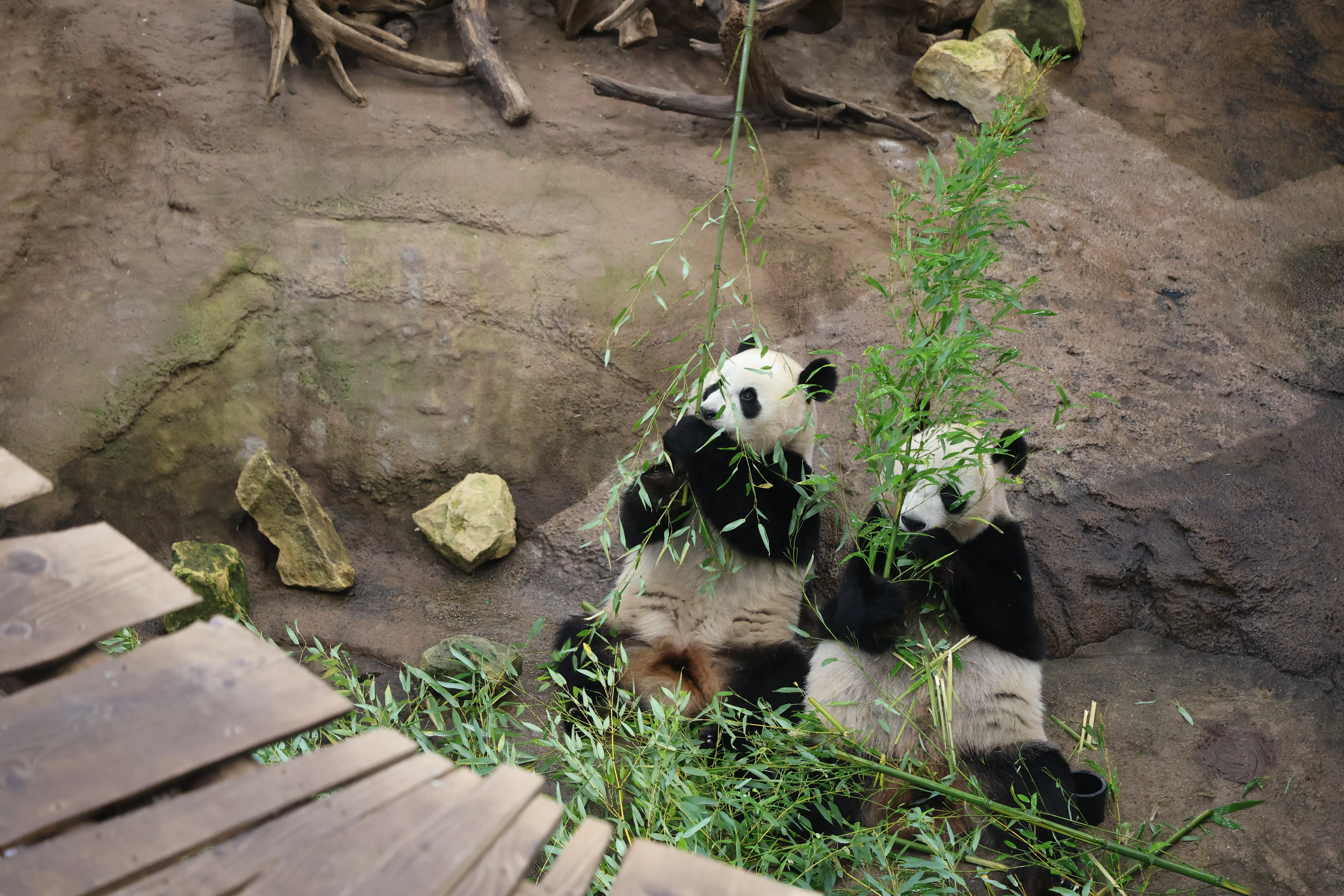 Ouwehands Dierenpark Rhenen