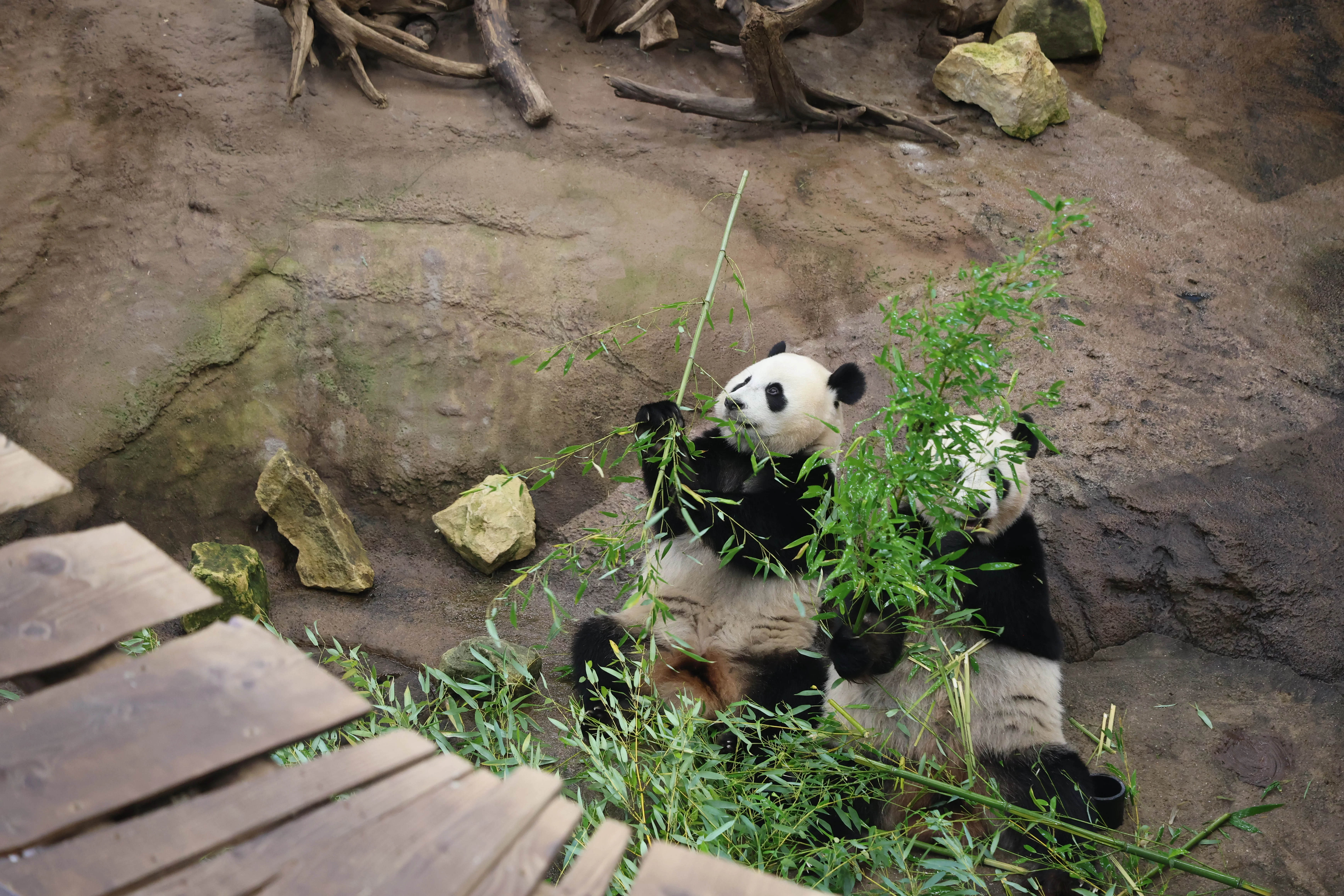 Ouwehands Dierenpark Rhenen