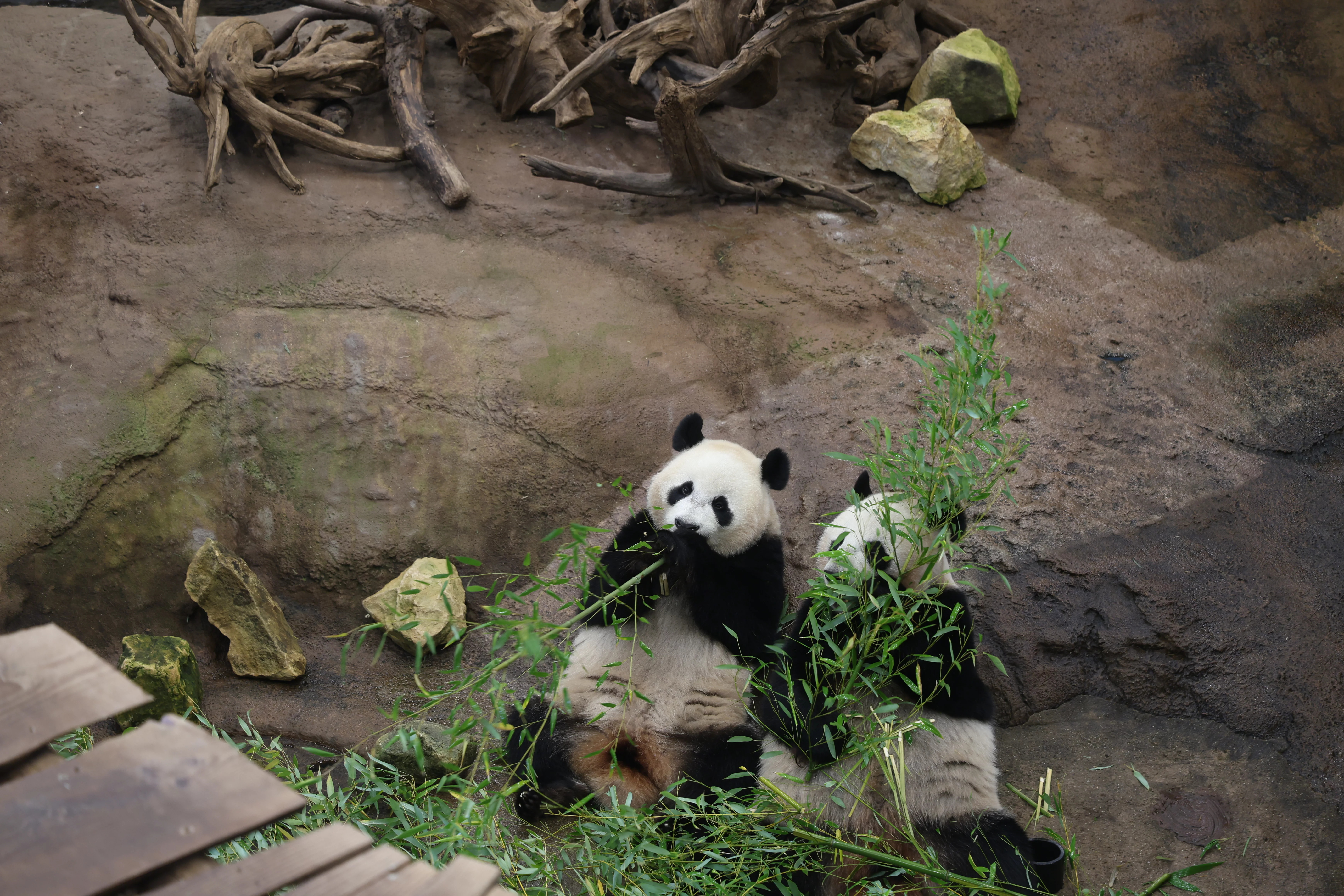 Ouwehands Dierenpark Rhenen