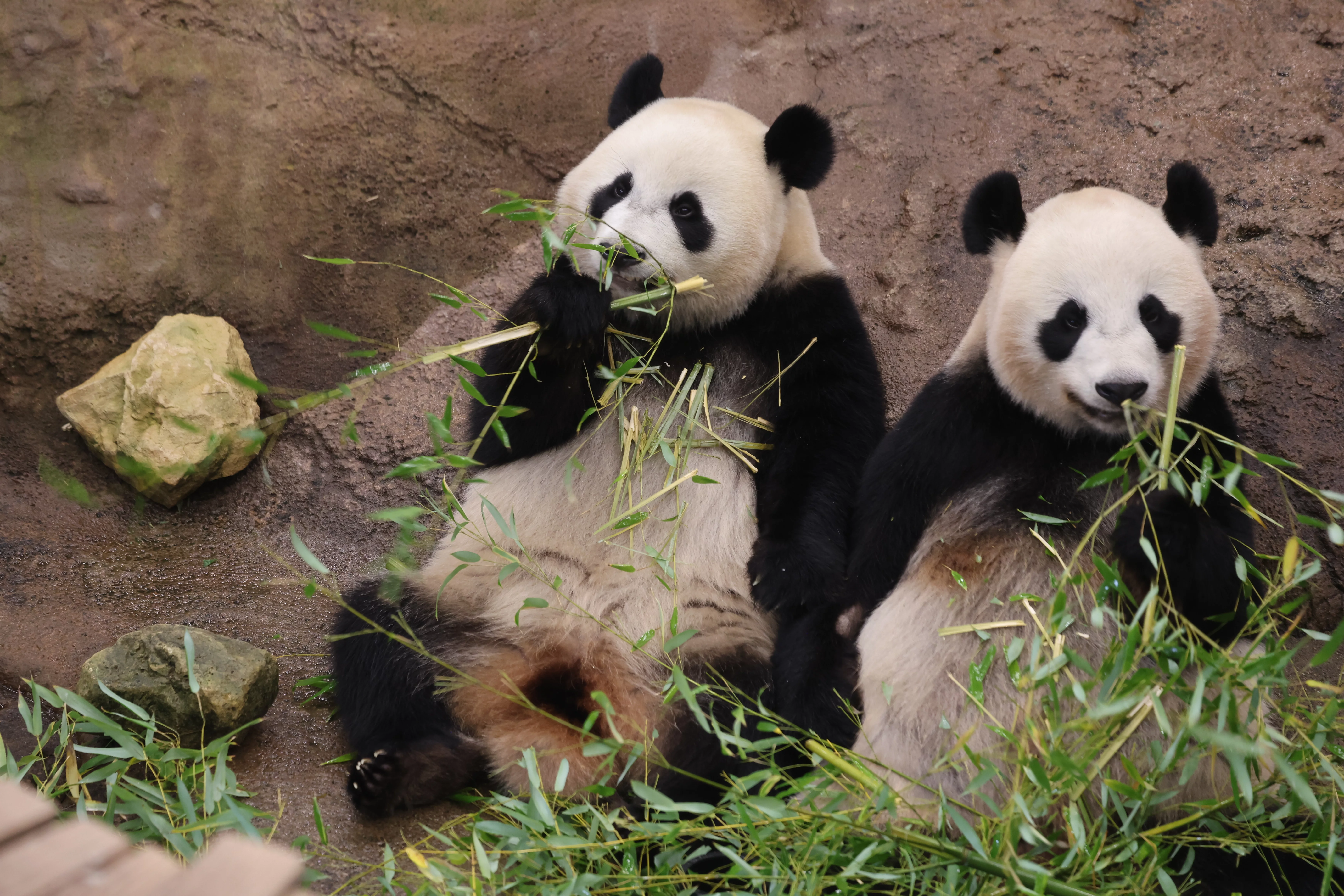 Ouwehands Dierenpark Rhenen