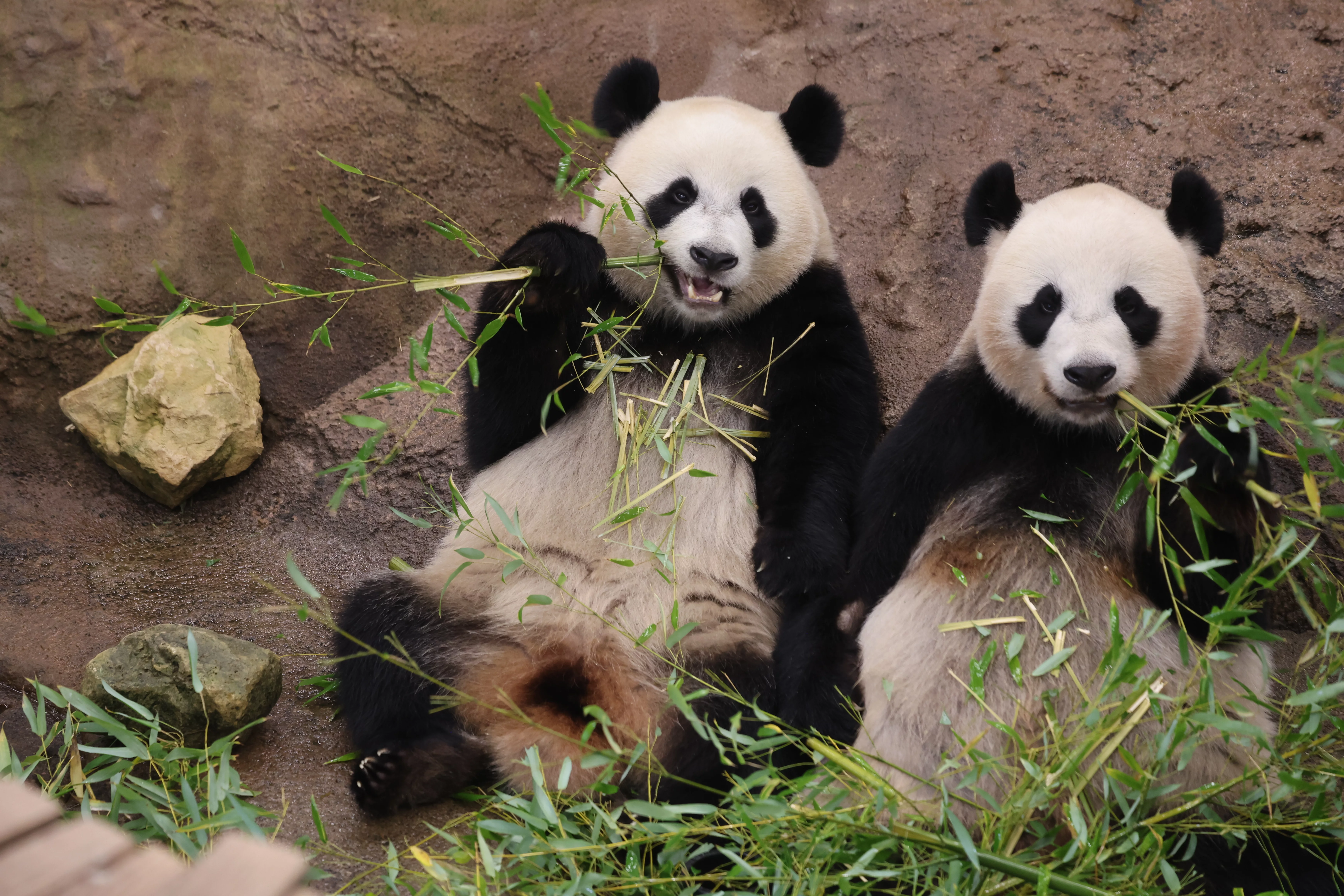Ouwehands Dierenpark Rhenen