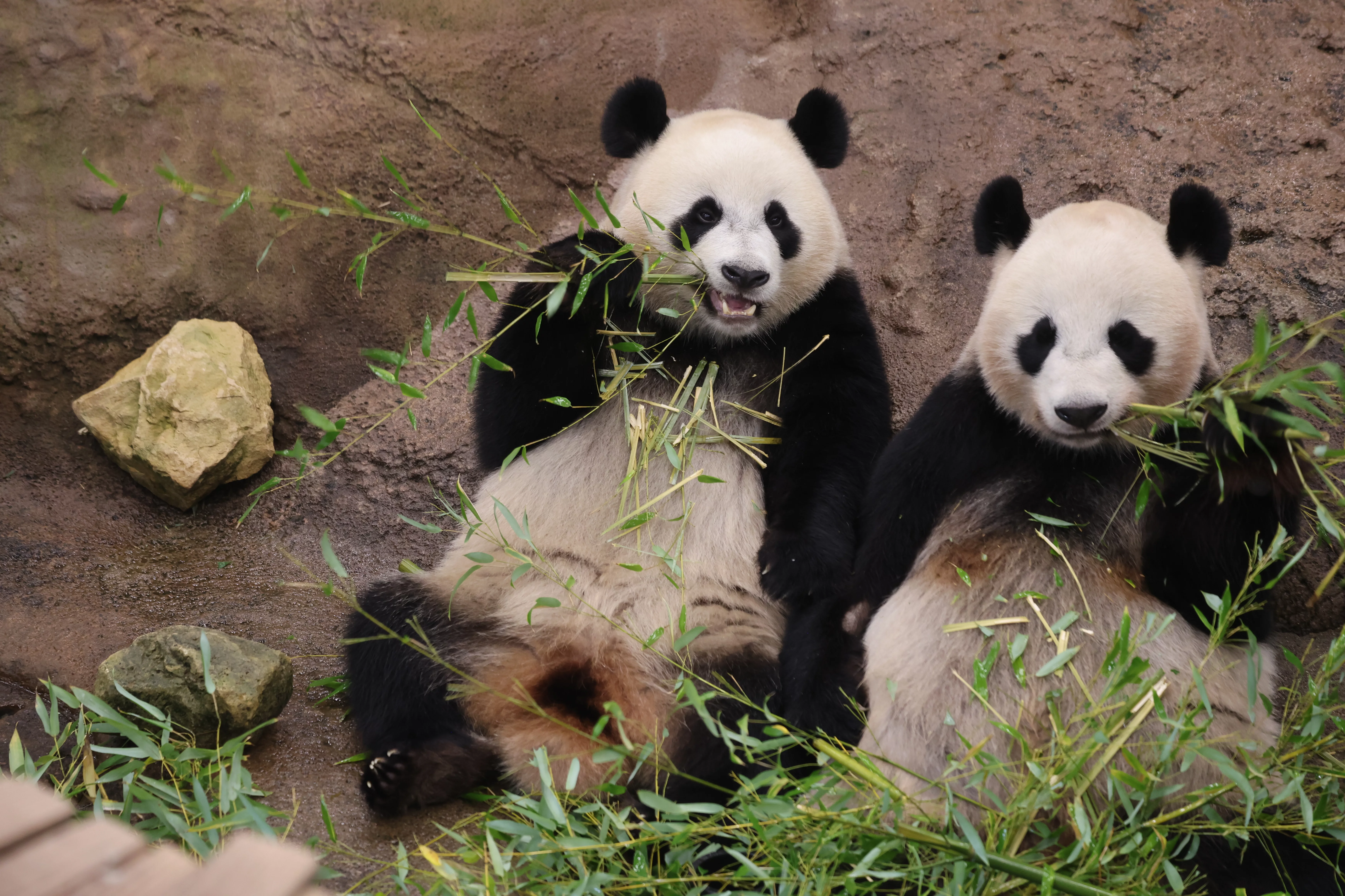 Ouwehands Dierenpark Rhenen