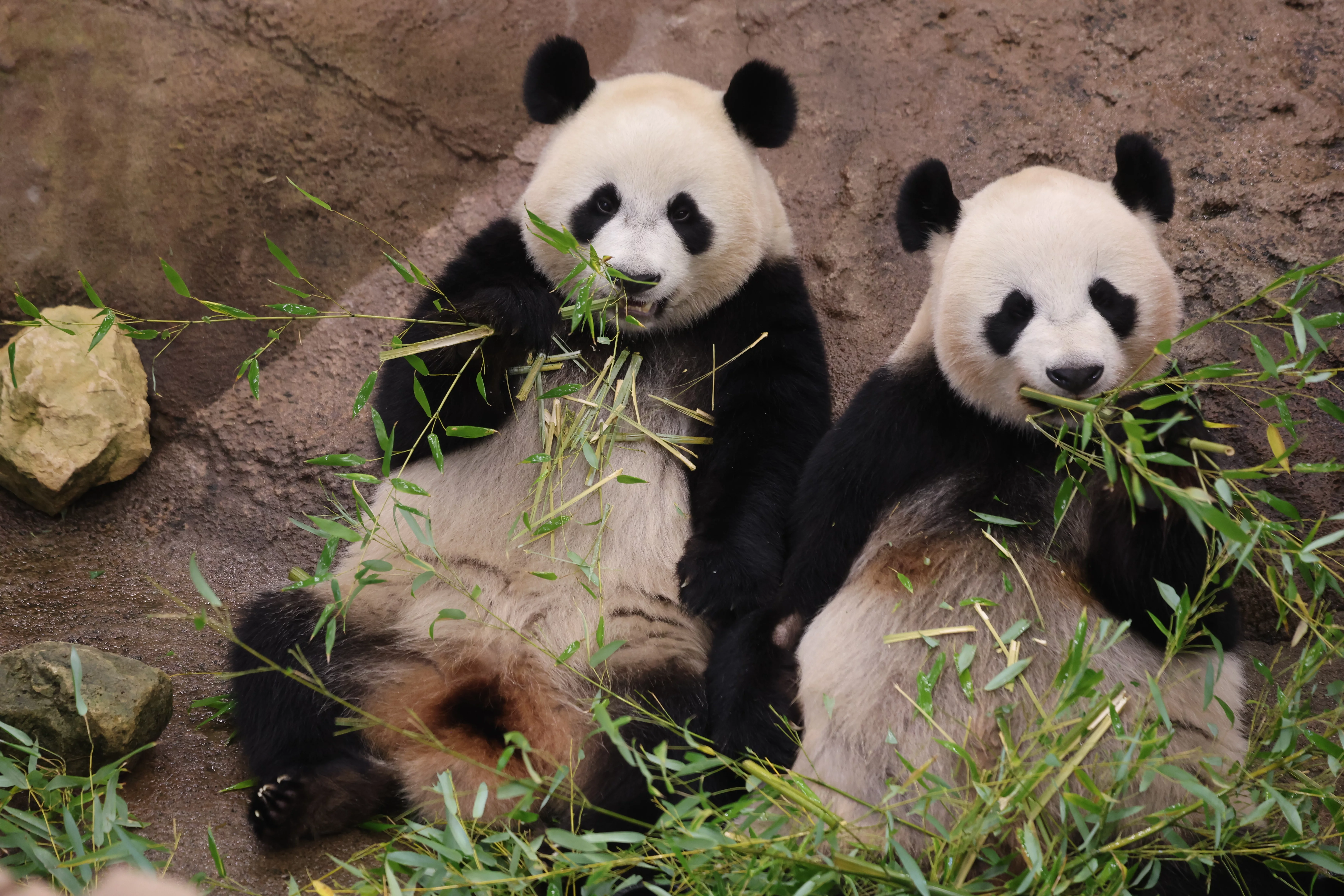 Ouwehands Dierenpark Rhenen
