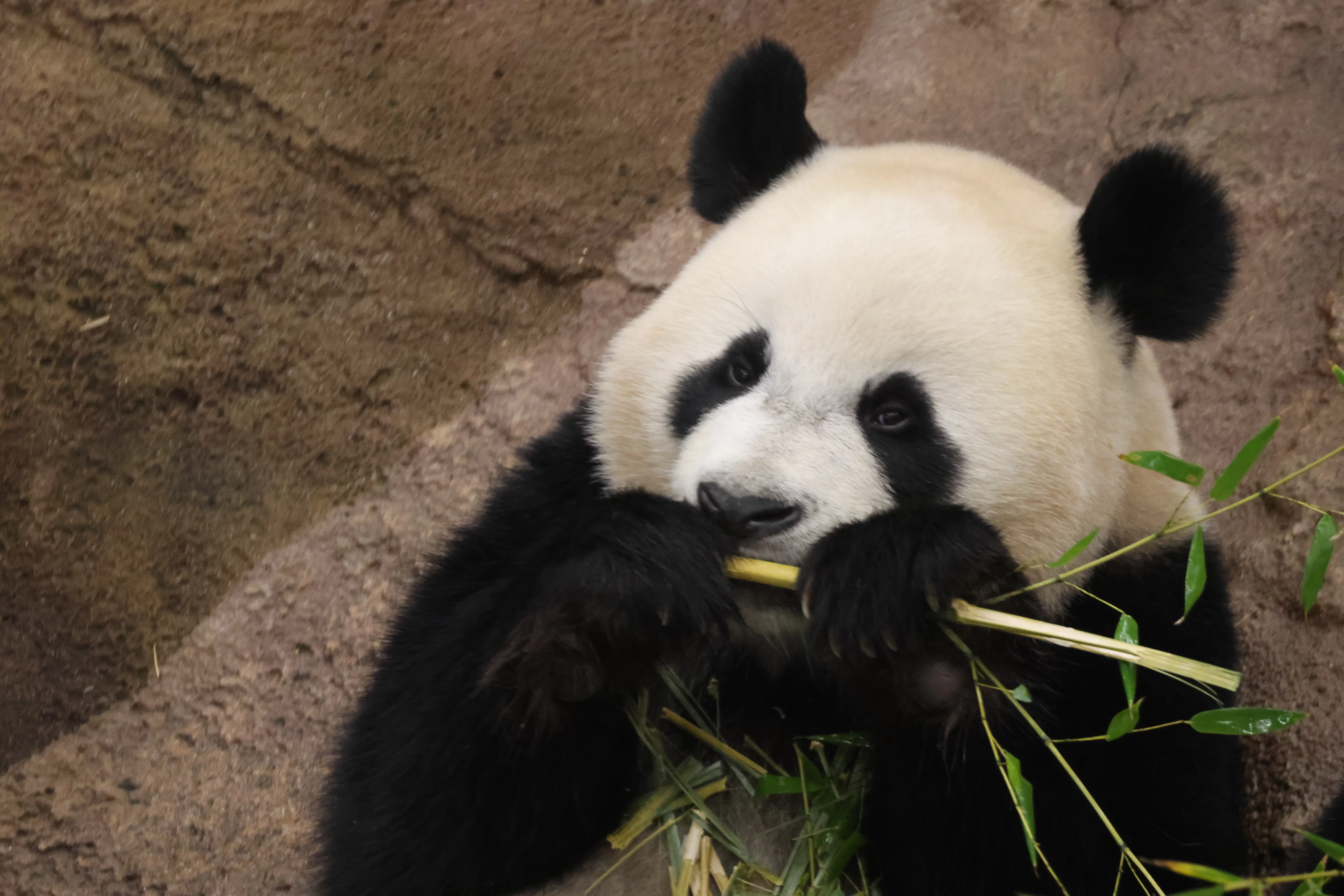 Ouwehands Dierenpark Rhenen