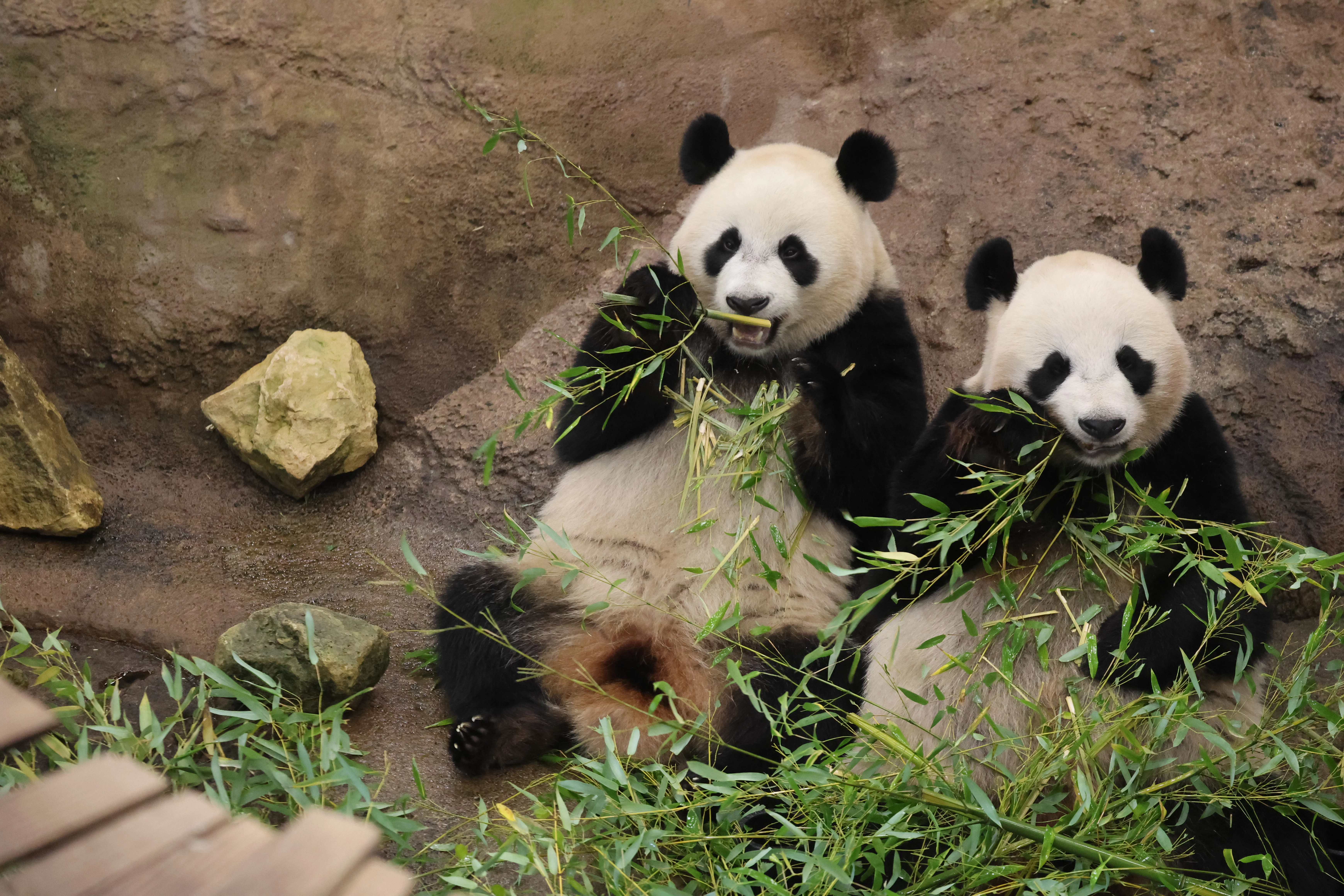 Ouwehands Dierenpark Rhenen