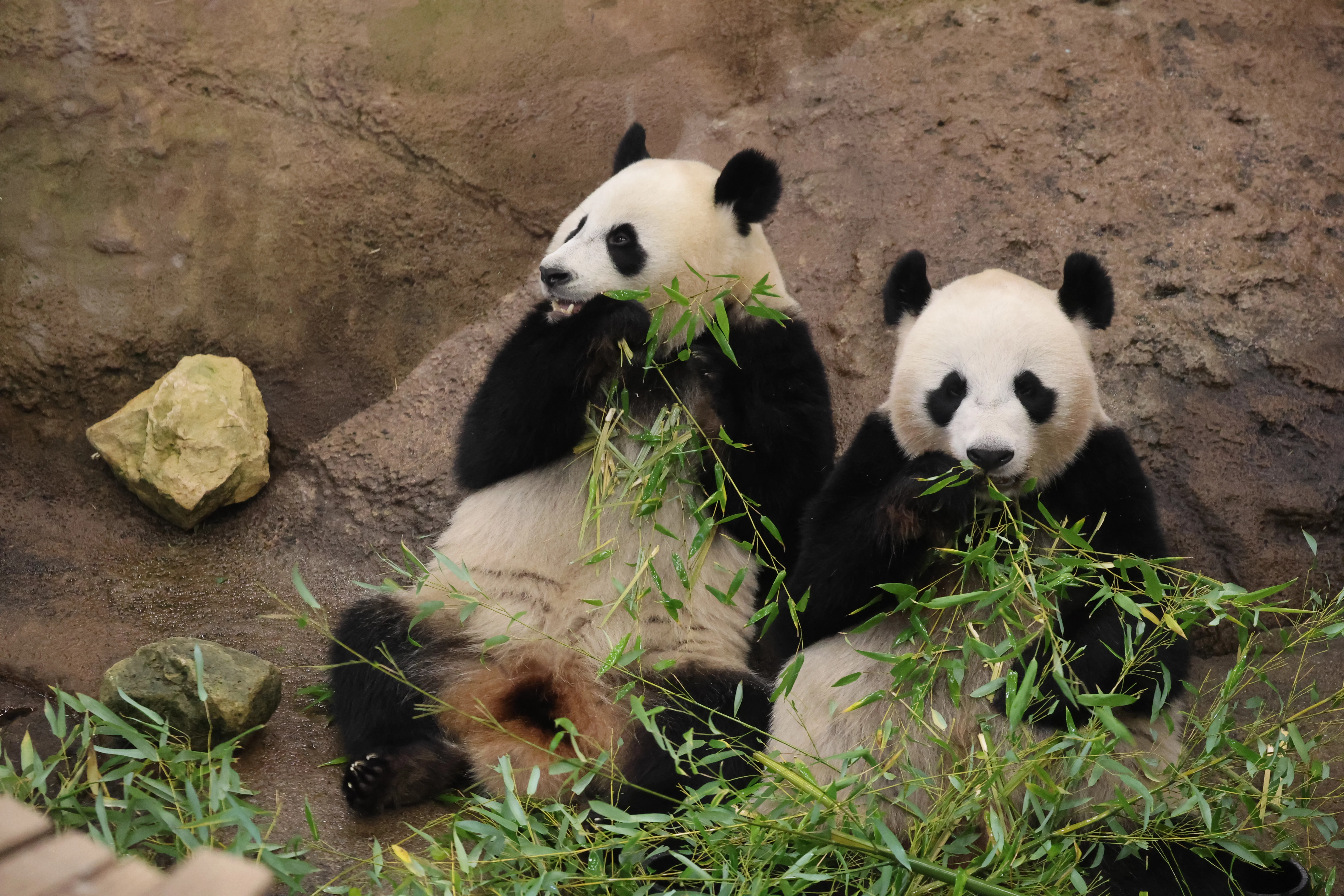Ouwehands Dierenpark Rhenen
