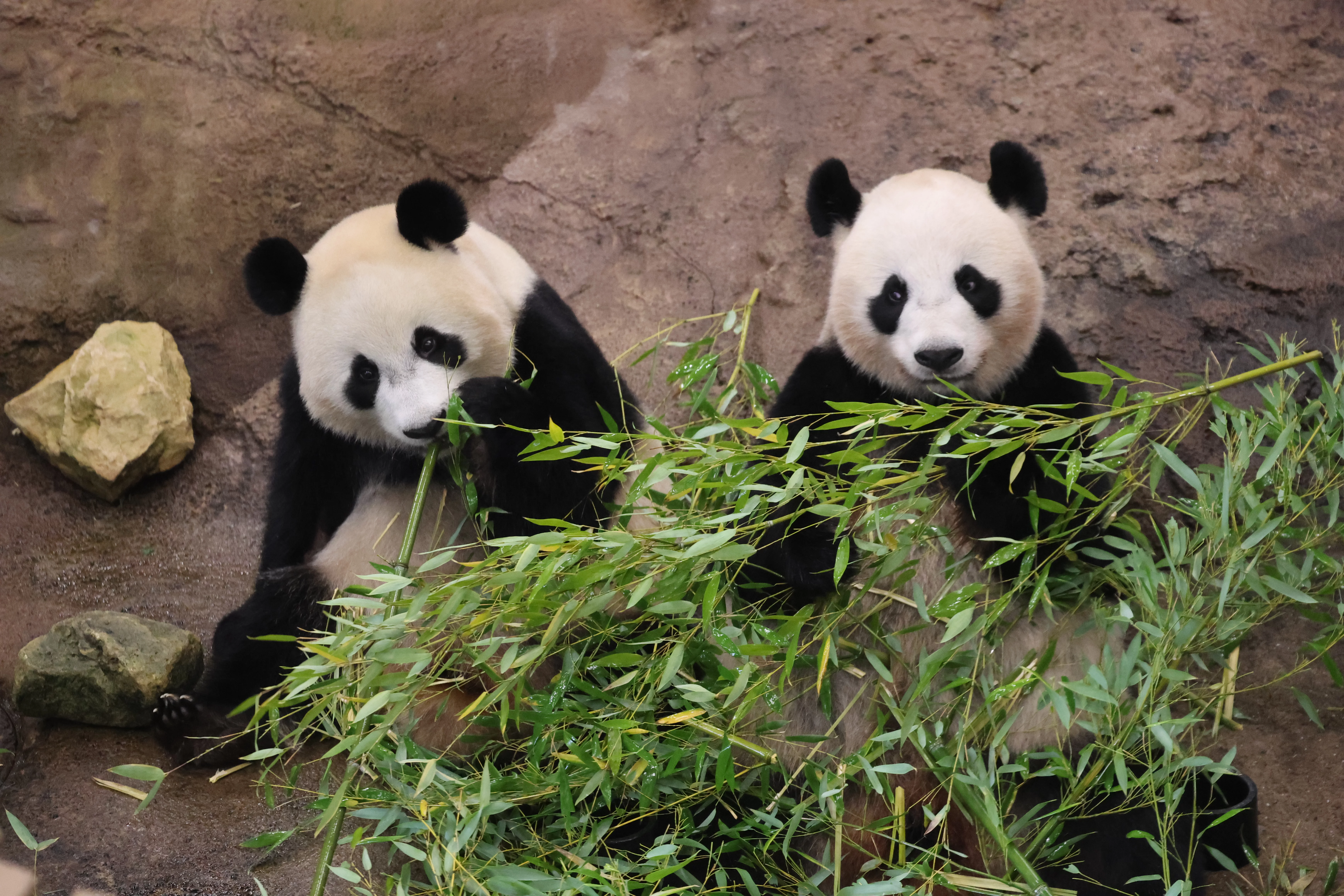 Ouwehands Dierenpark Rhenen