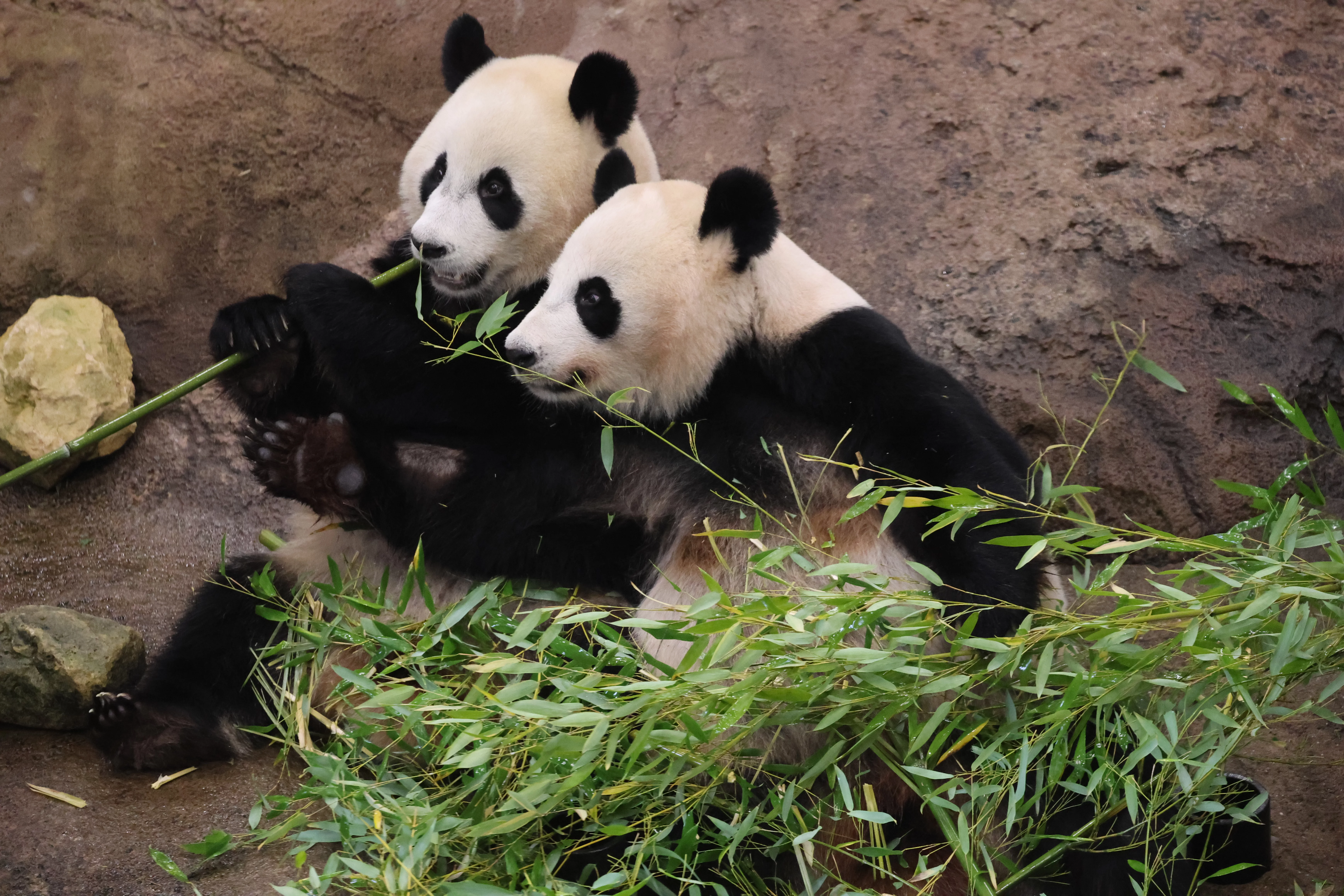 Ouwehands Dierenpark Rhenen