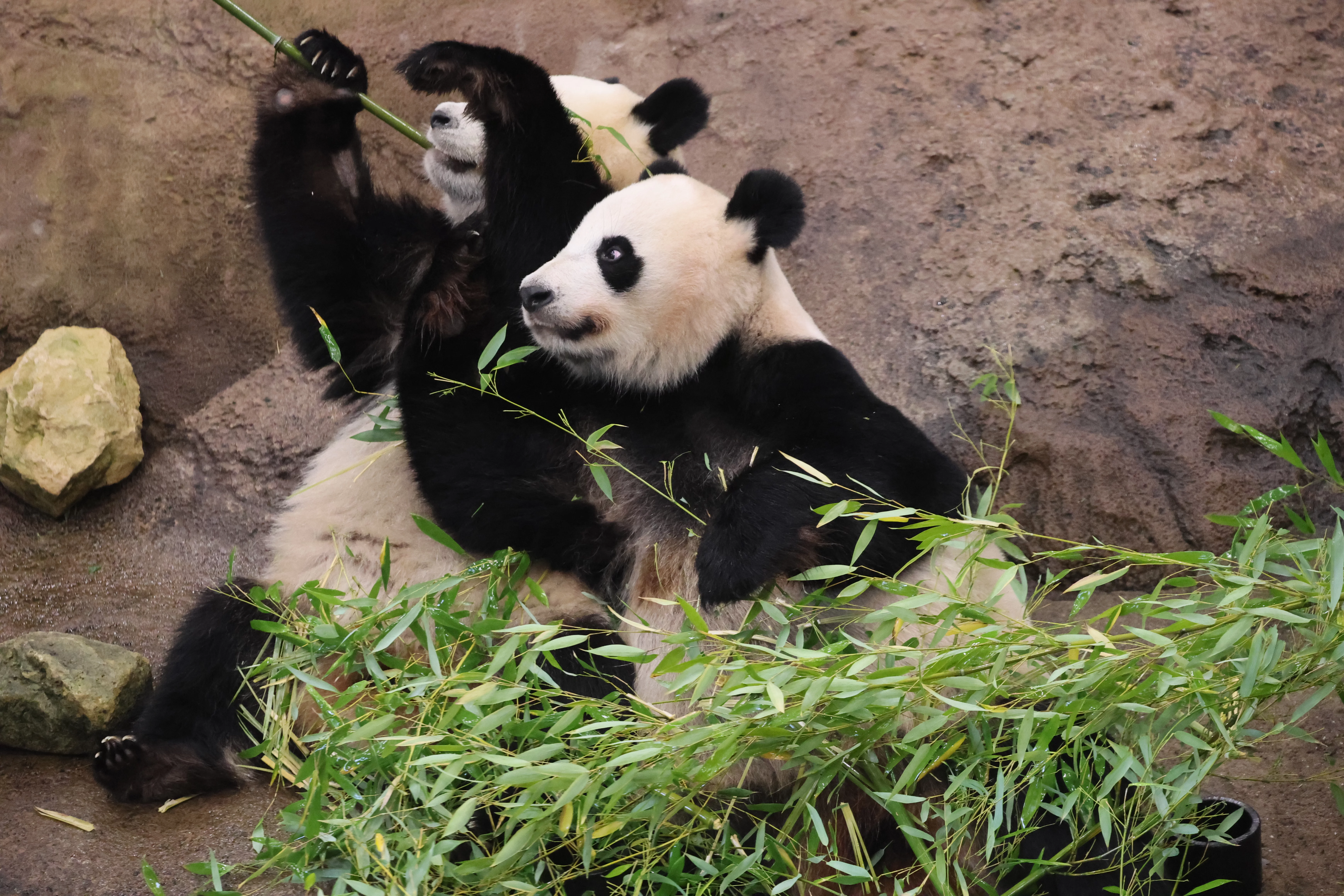 Ouwehands Dierenpark Rhenen