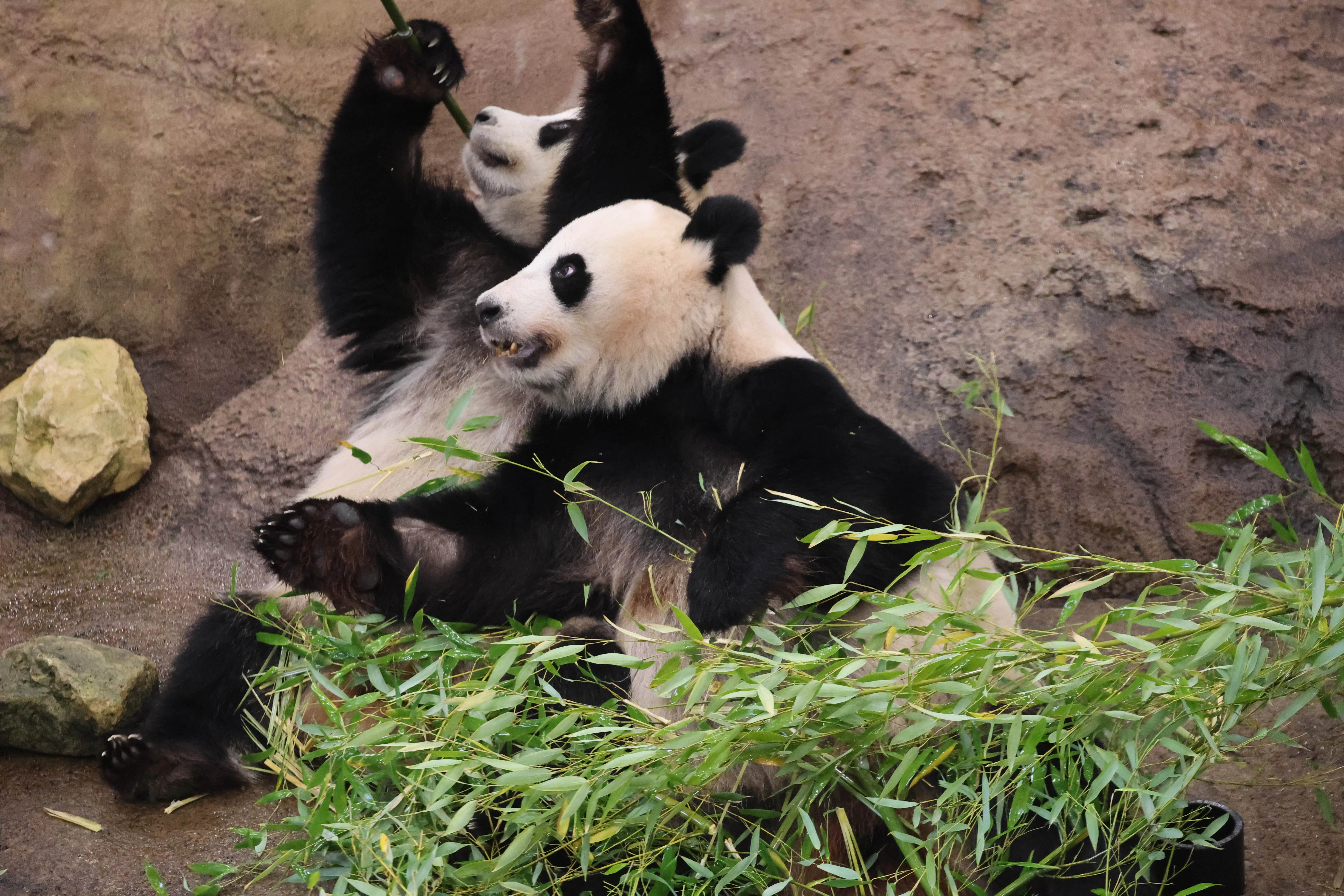 Ouwehands Dierenpark Rhenen
