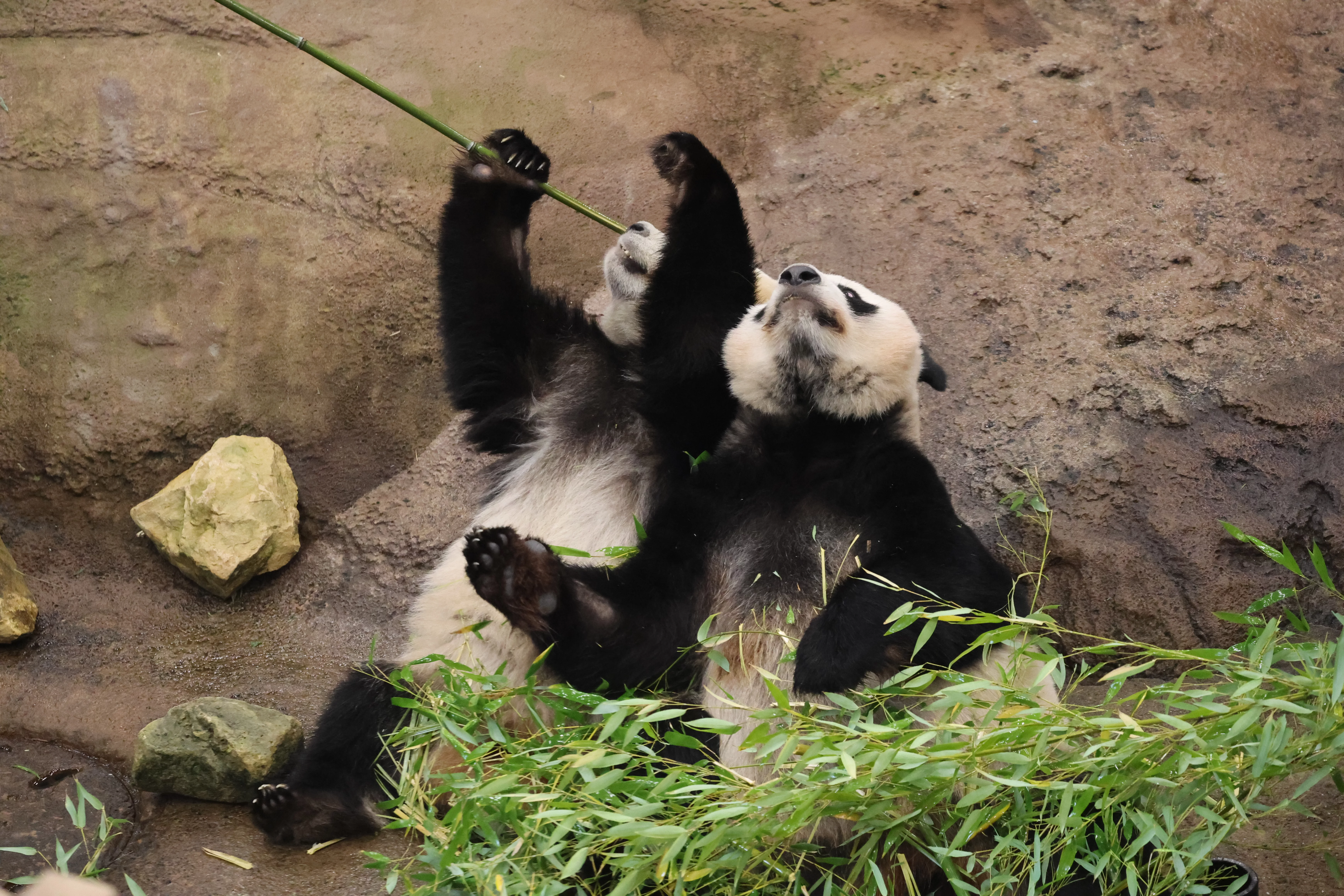 Ouwehands Dierenpark Rhenen
