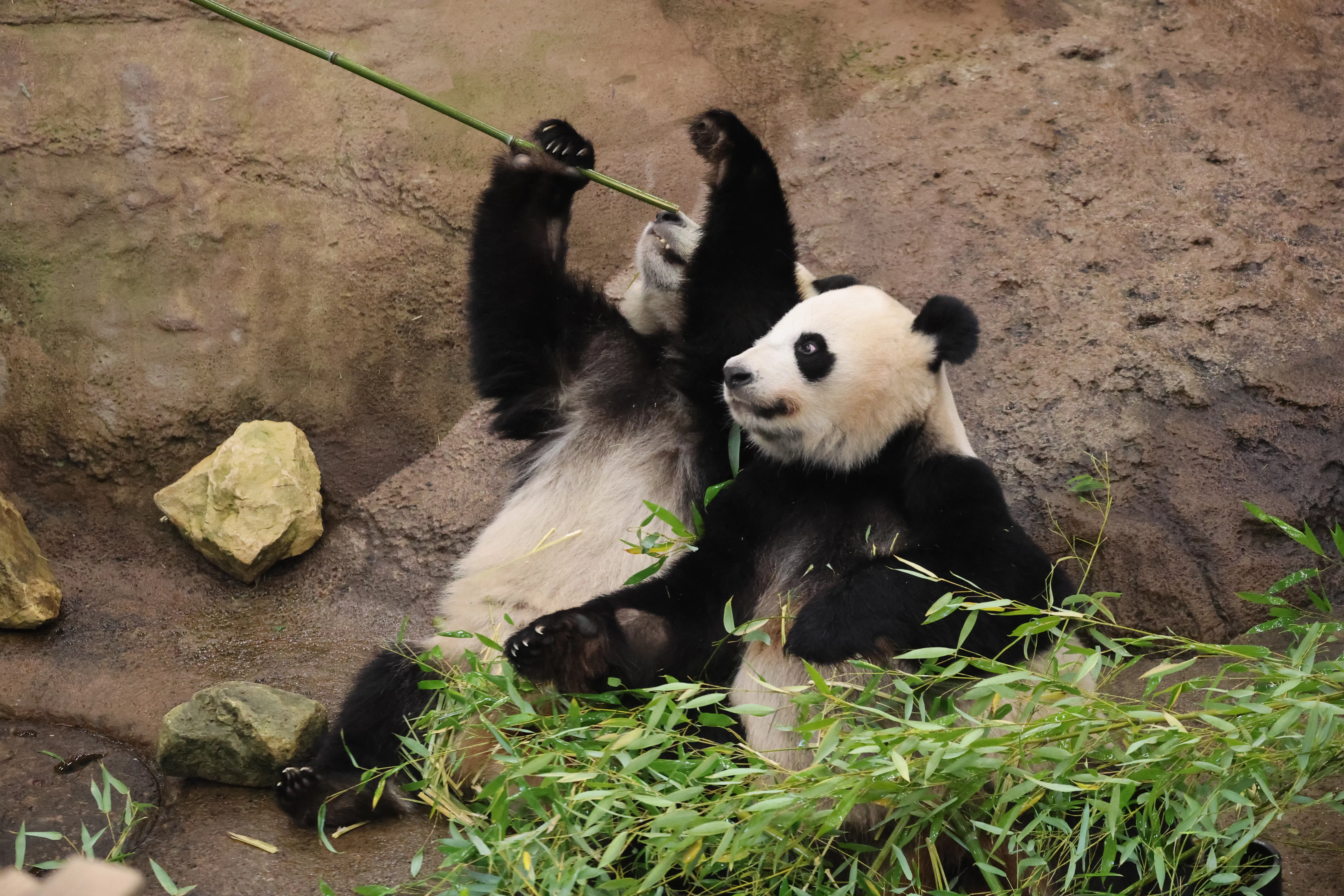 Ouwehands Dierenpark Rhenen
