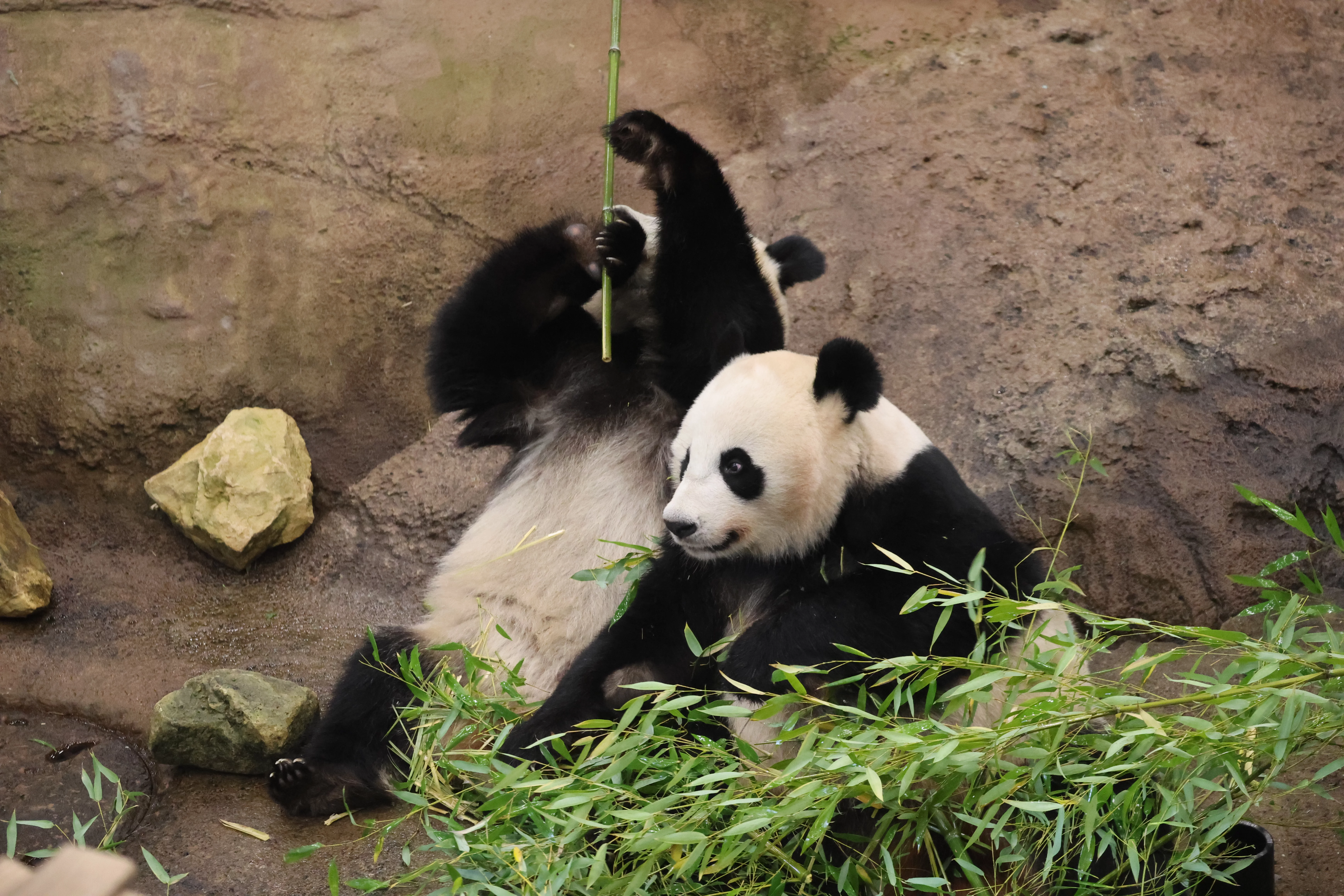Ouwehands Dierenpark Rhenen