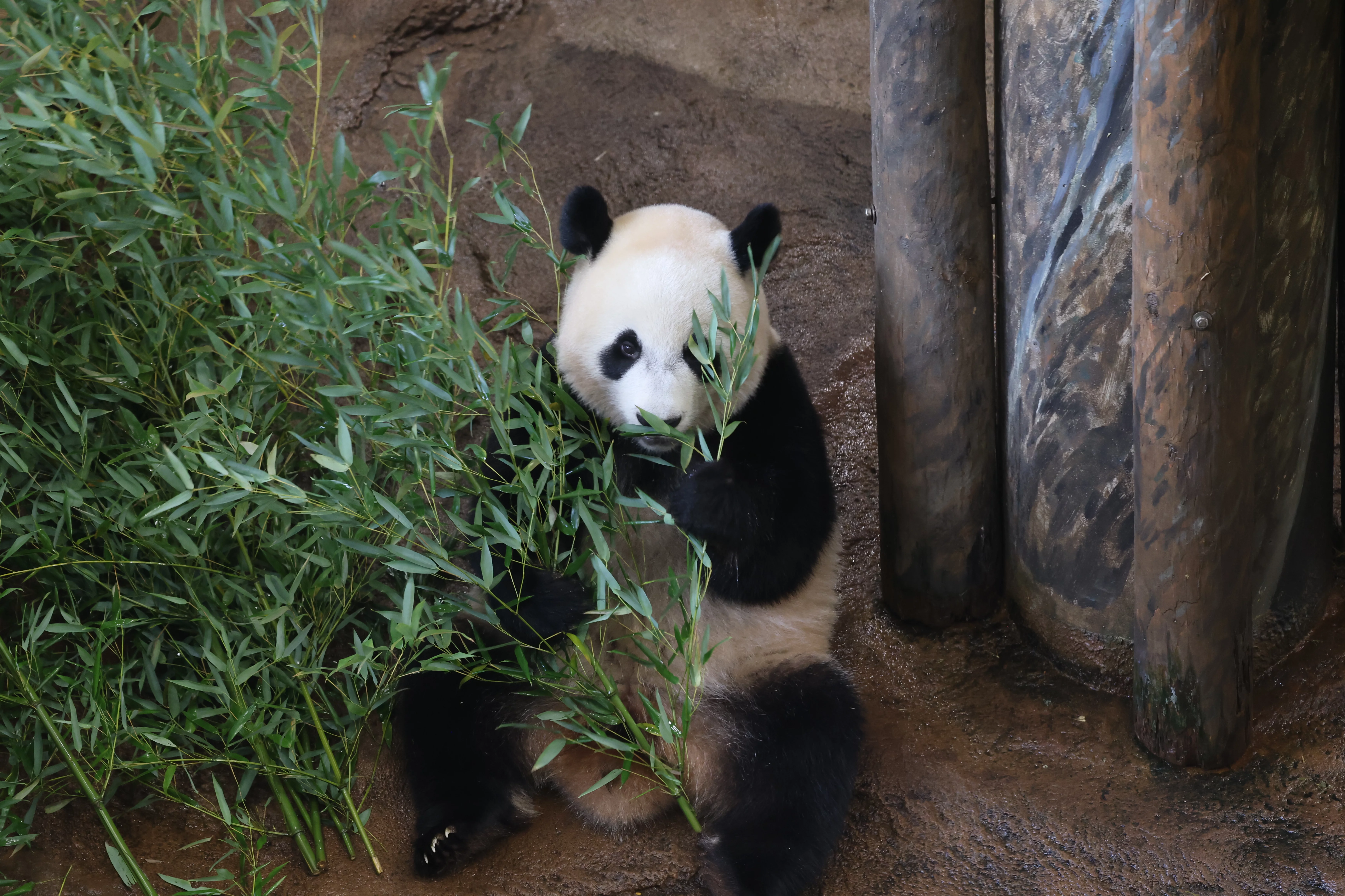 Ouwehands Dierenpark Rhenen