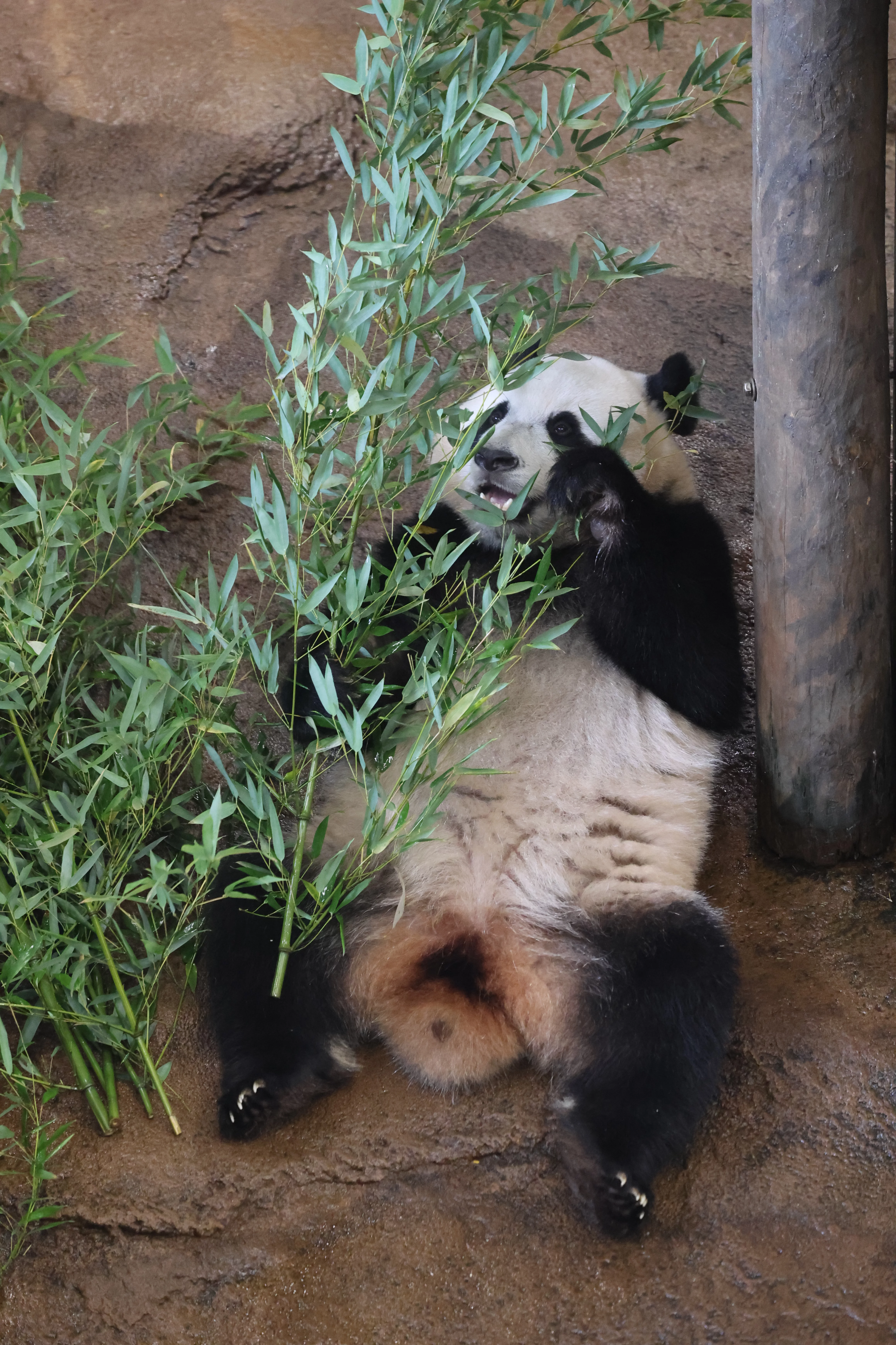 Ouwehands Dierenpark Rhenen