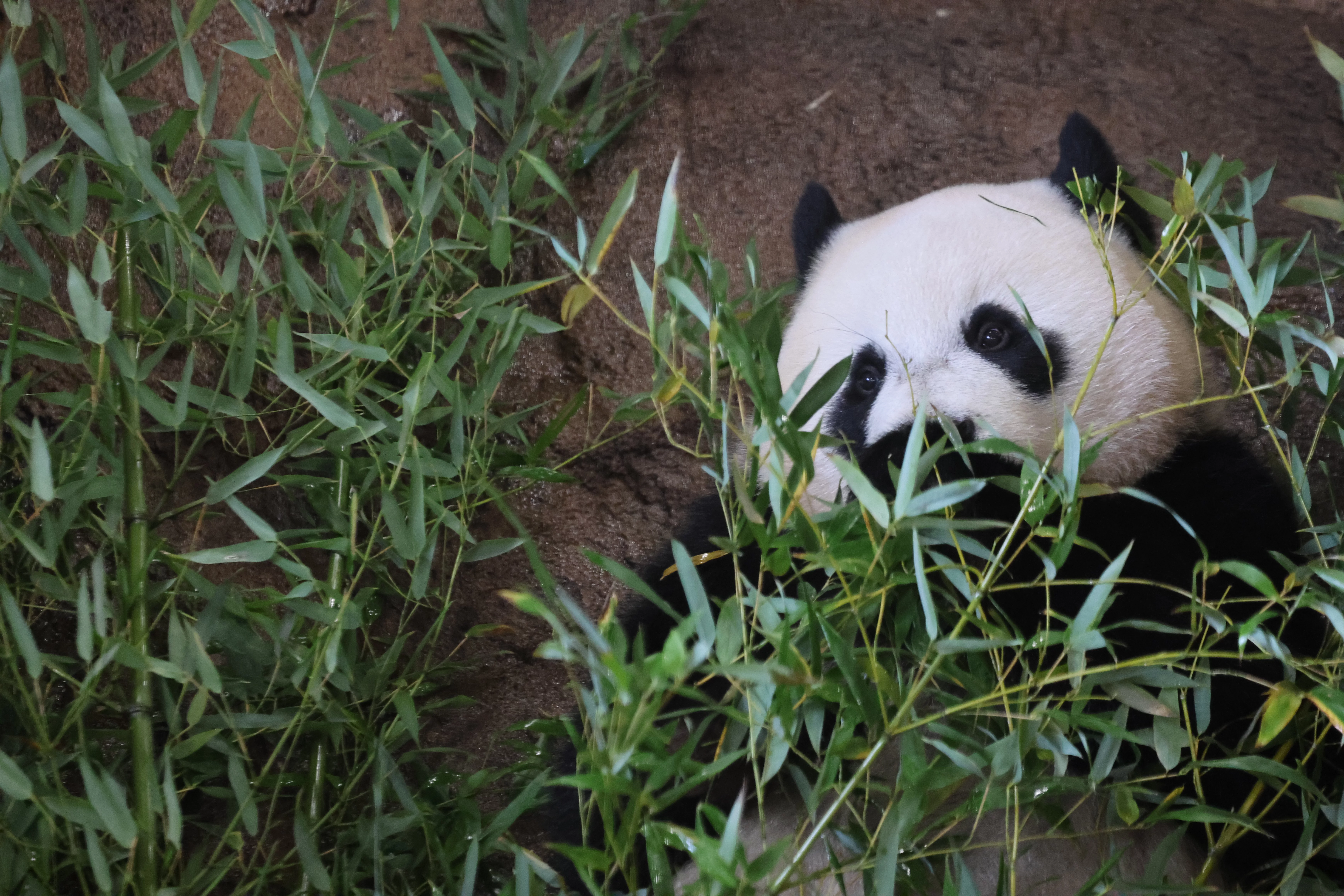 Ouwehands Dierenpark Rhenen