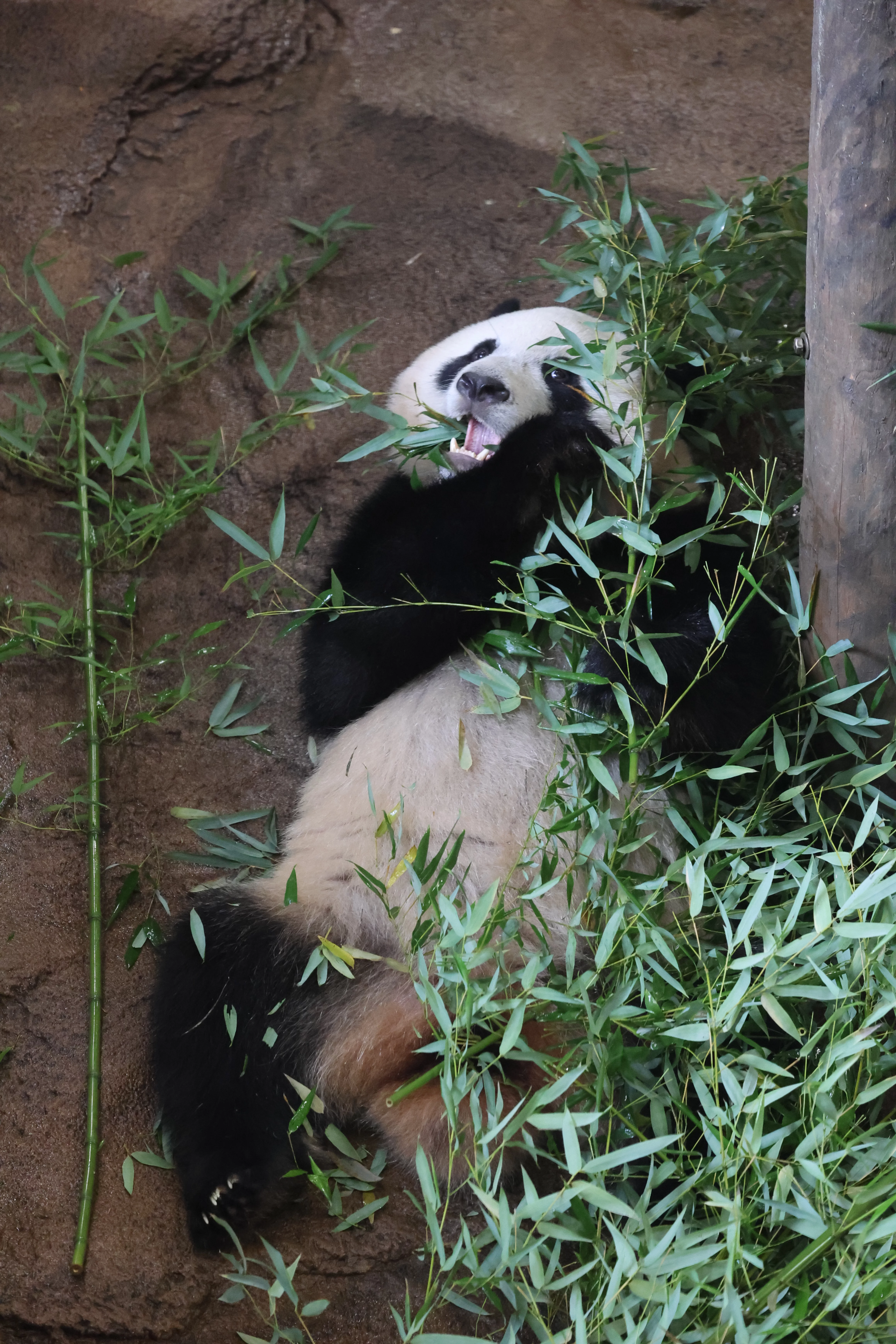 Ouwehands Dierenpark Rhenen