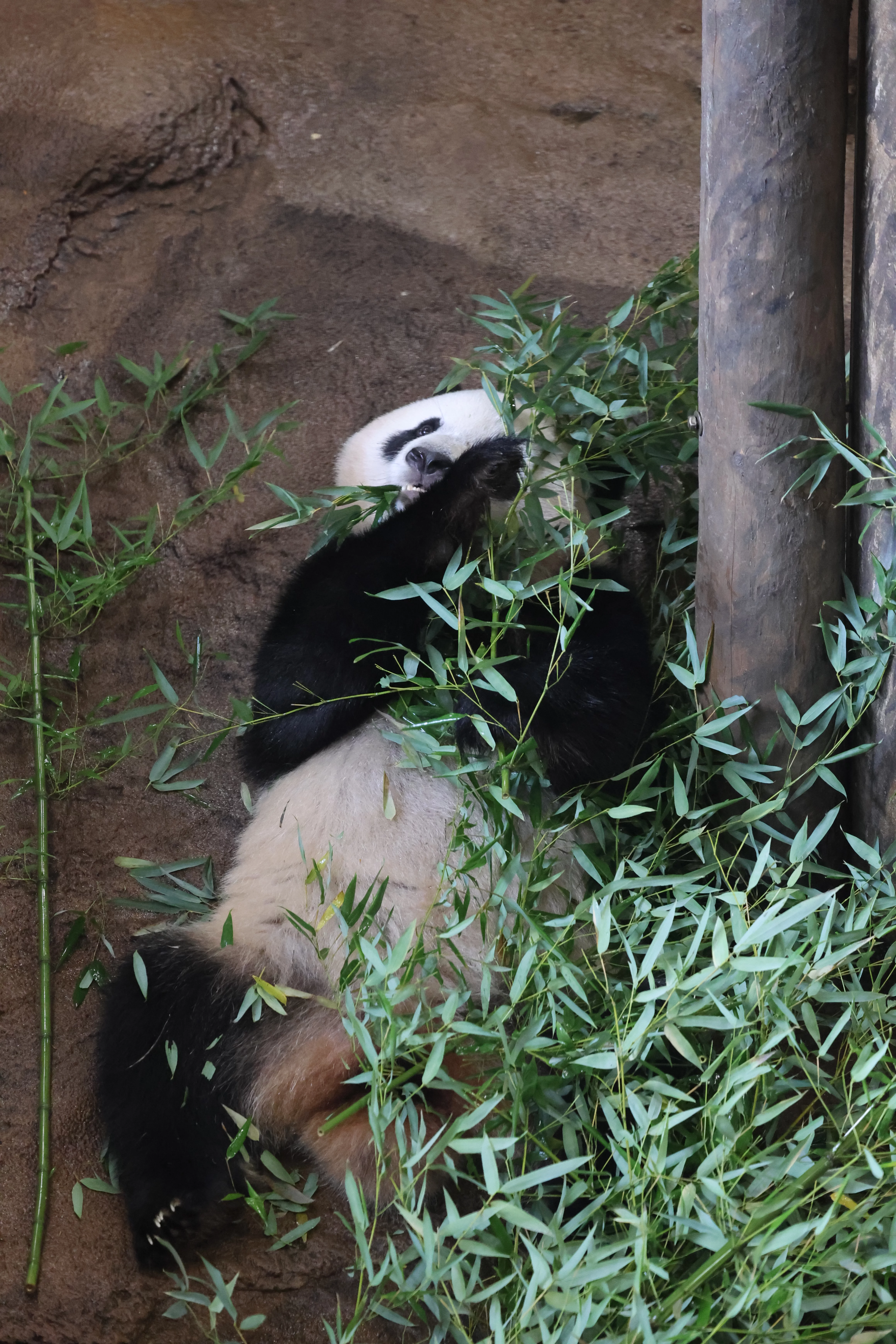 Ouwehands Dierenpark Rhenen