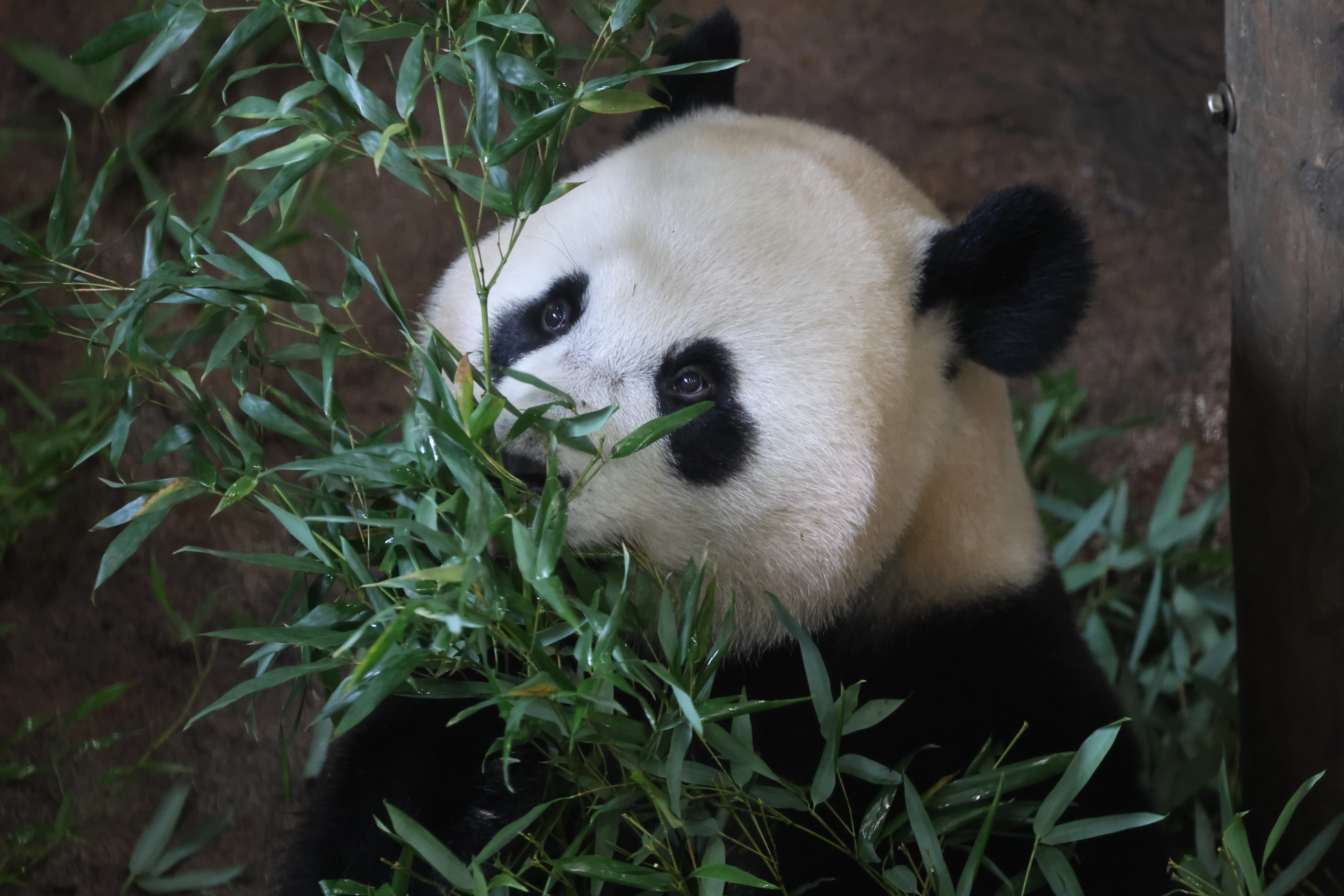 Ouwehands Dierenpark Rhenen
