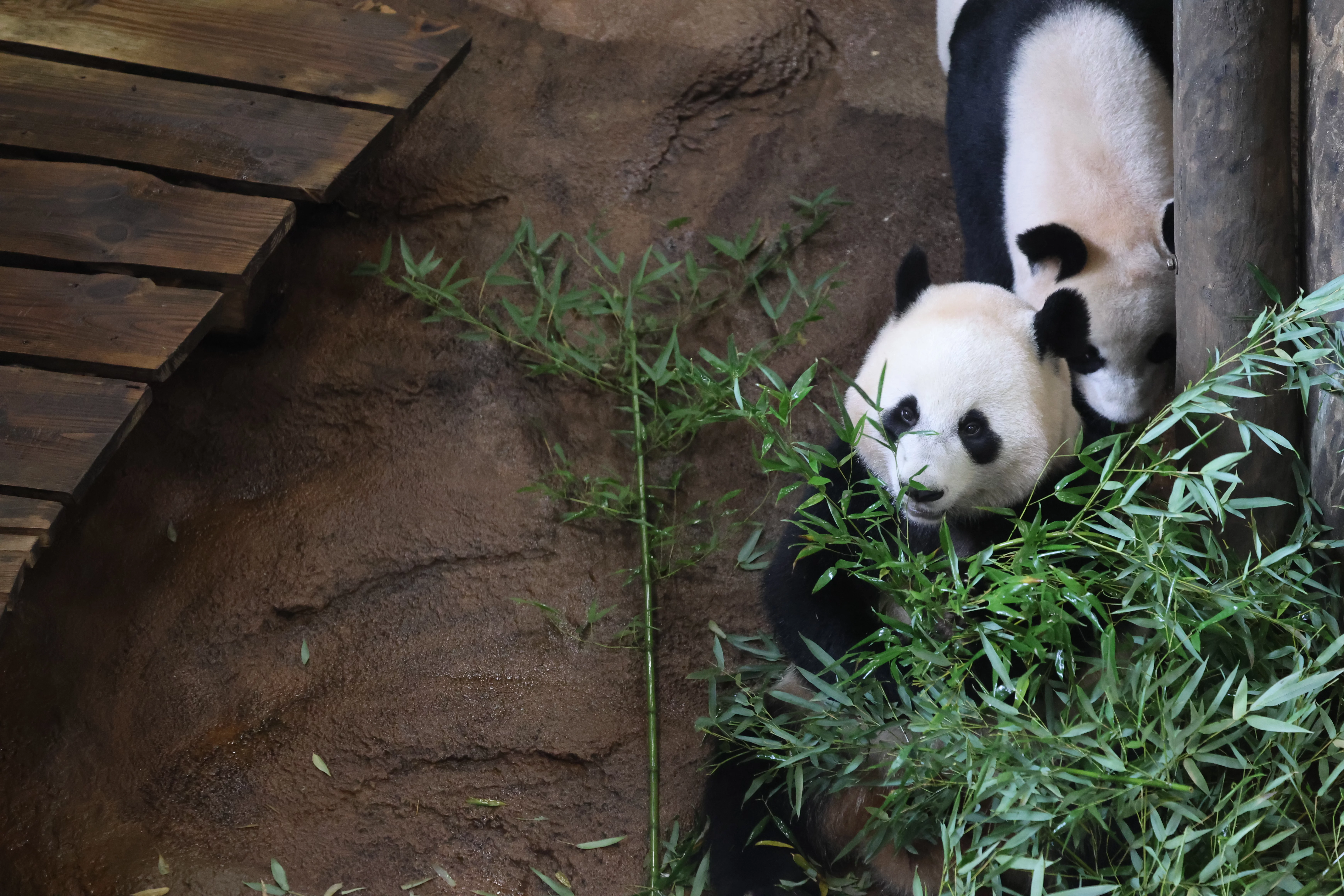 Ouwehands Dierenpark Rhenen