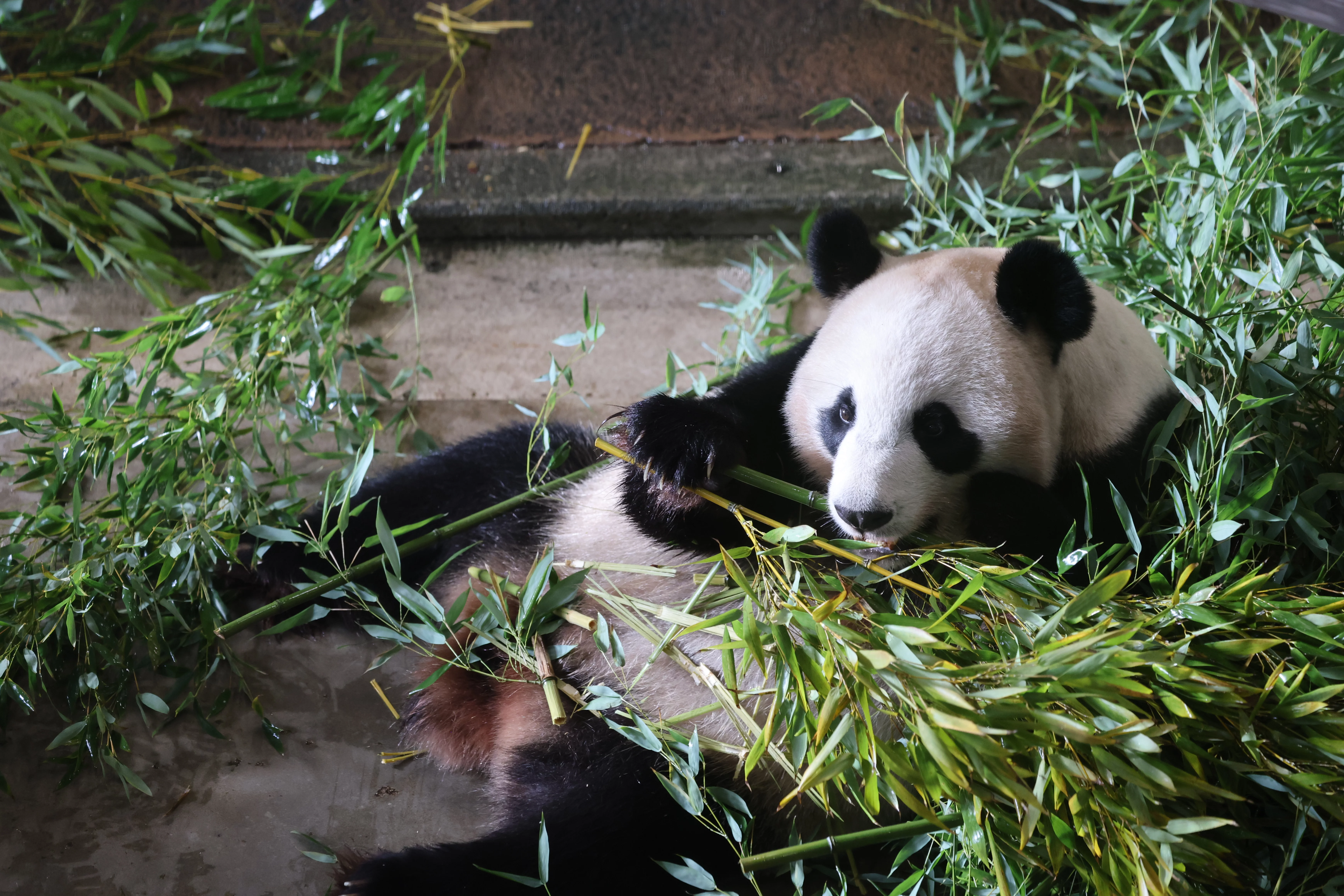 Ouwehands Dierenpark Rhenen