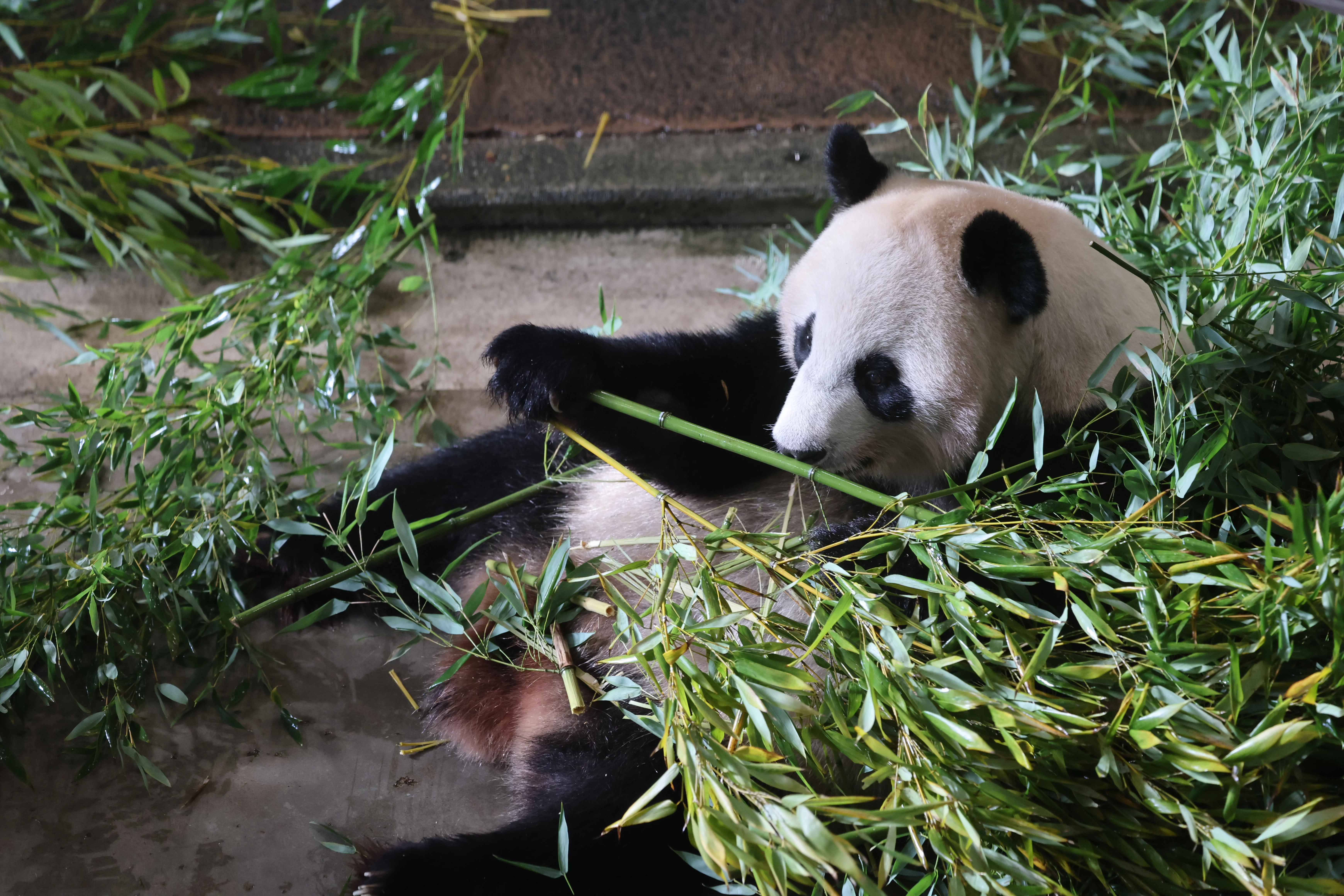 Ouwehands Dierenpark Rhenen