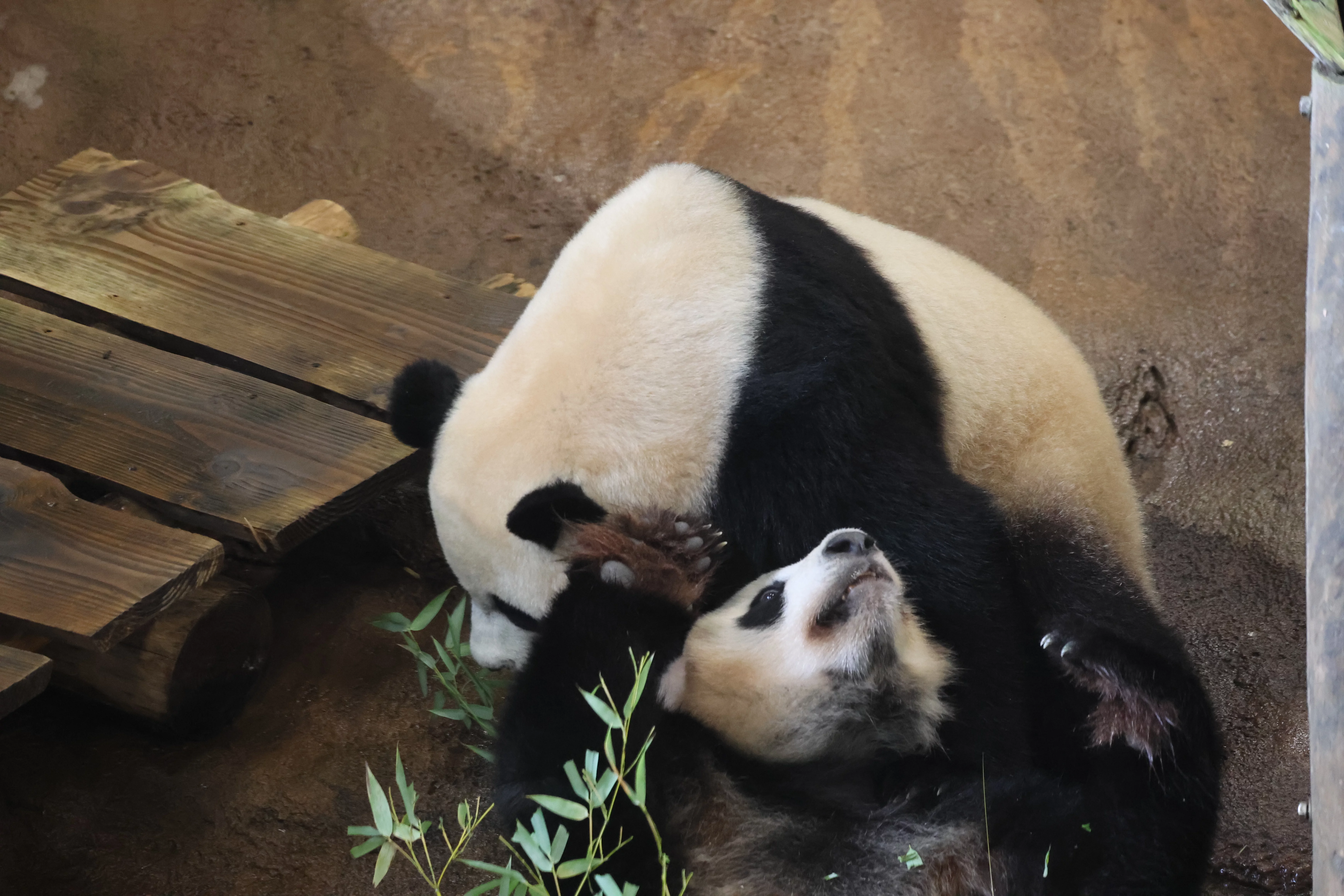 Ouwehands Dierenpark Rhenen