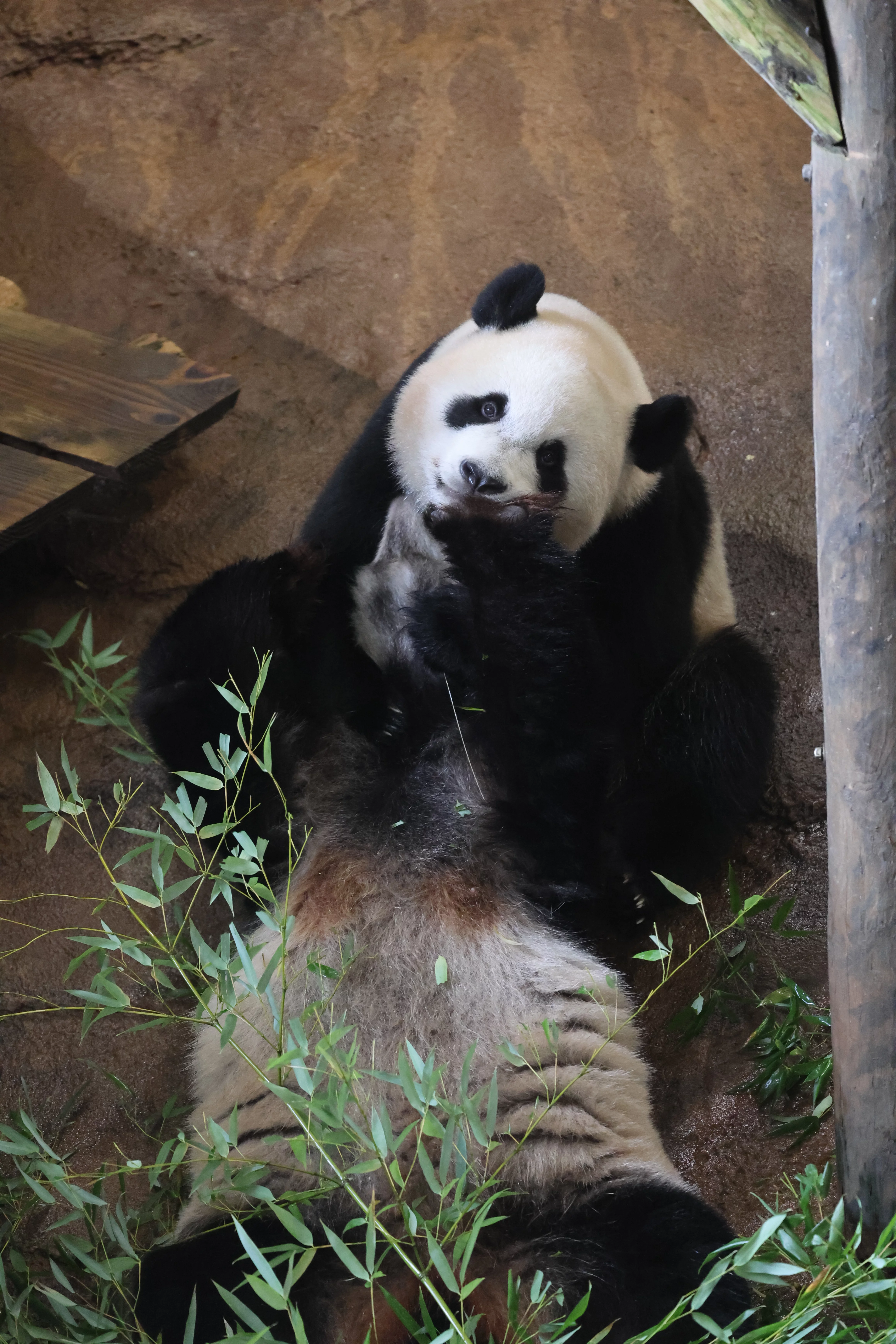 Ouwehands Dierenpark Rhenen