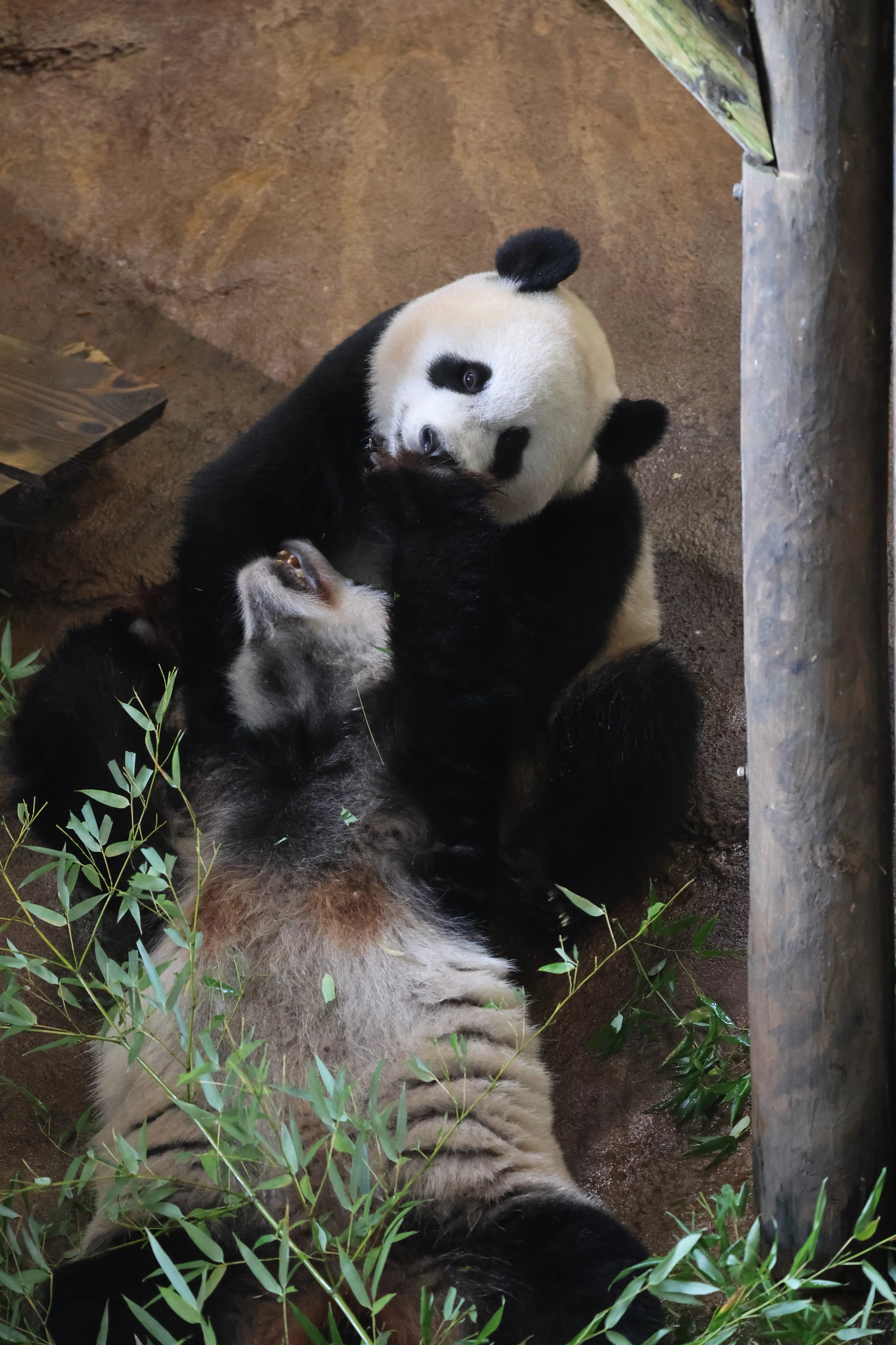 Ouwehands Dierenpark Rhenen