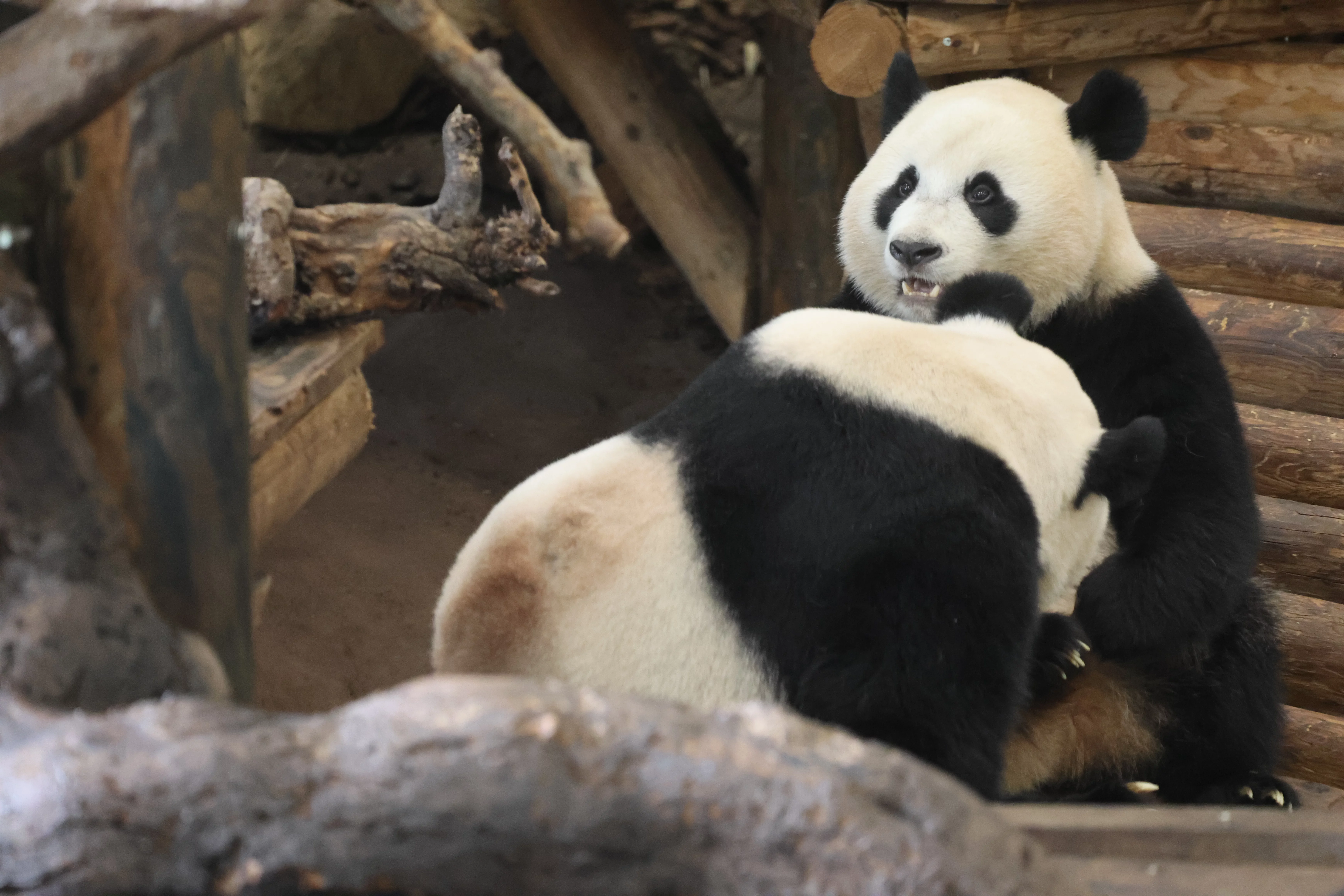 Ouwehands Dierenpark Rhenen