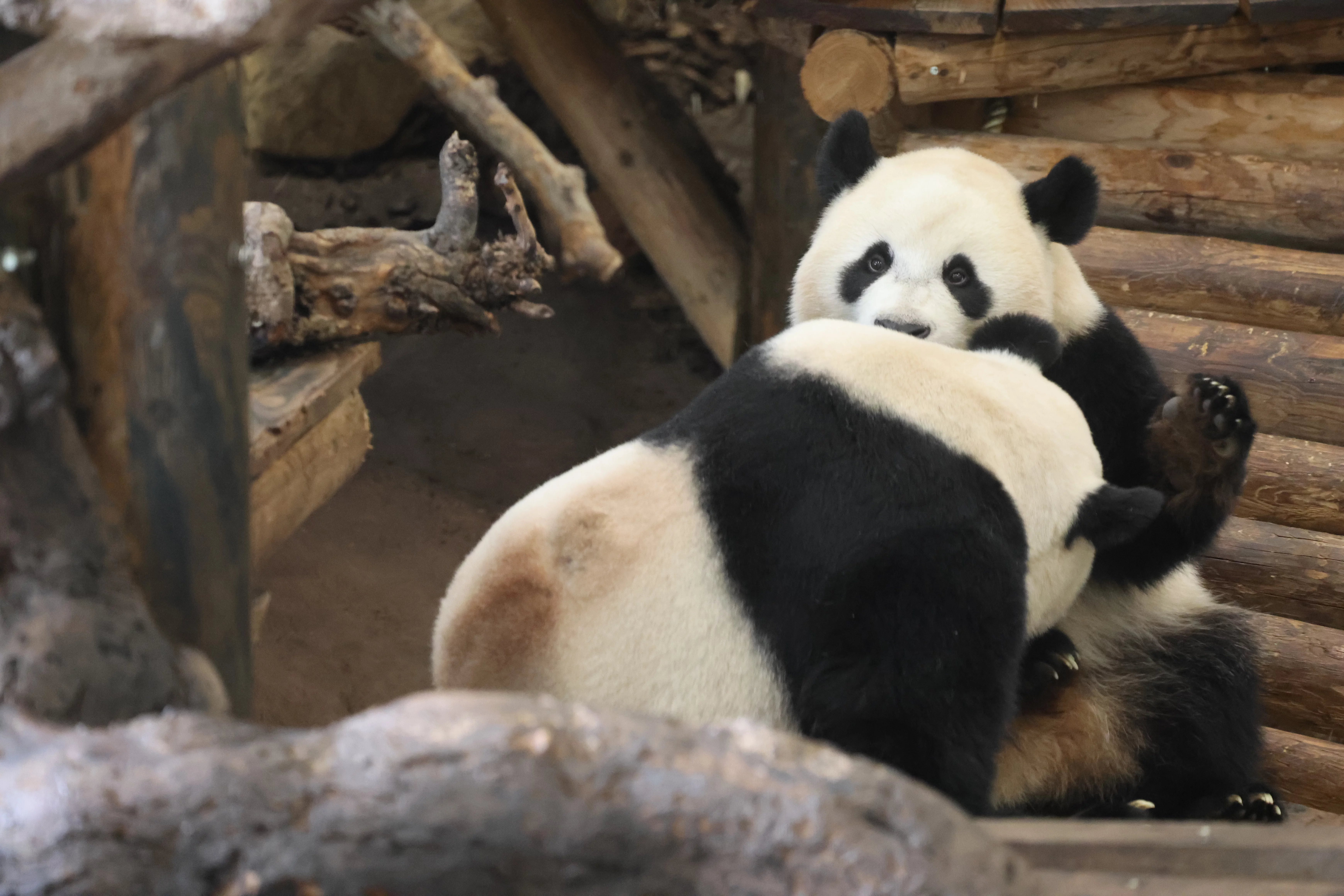 Ouwehands Dierenpark Rhenen
