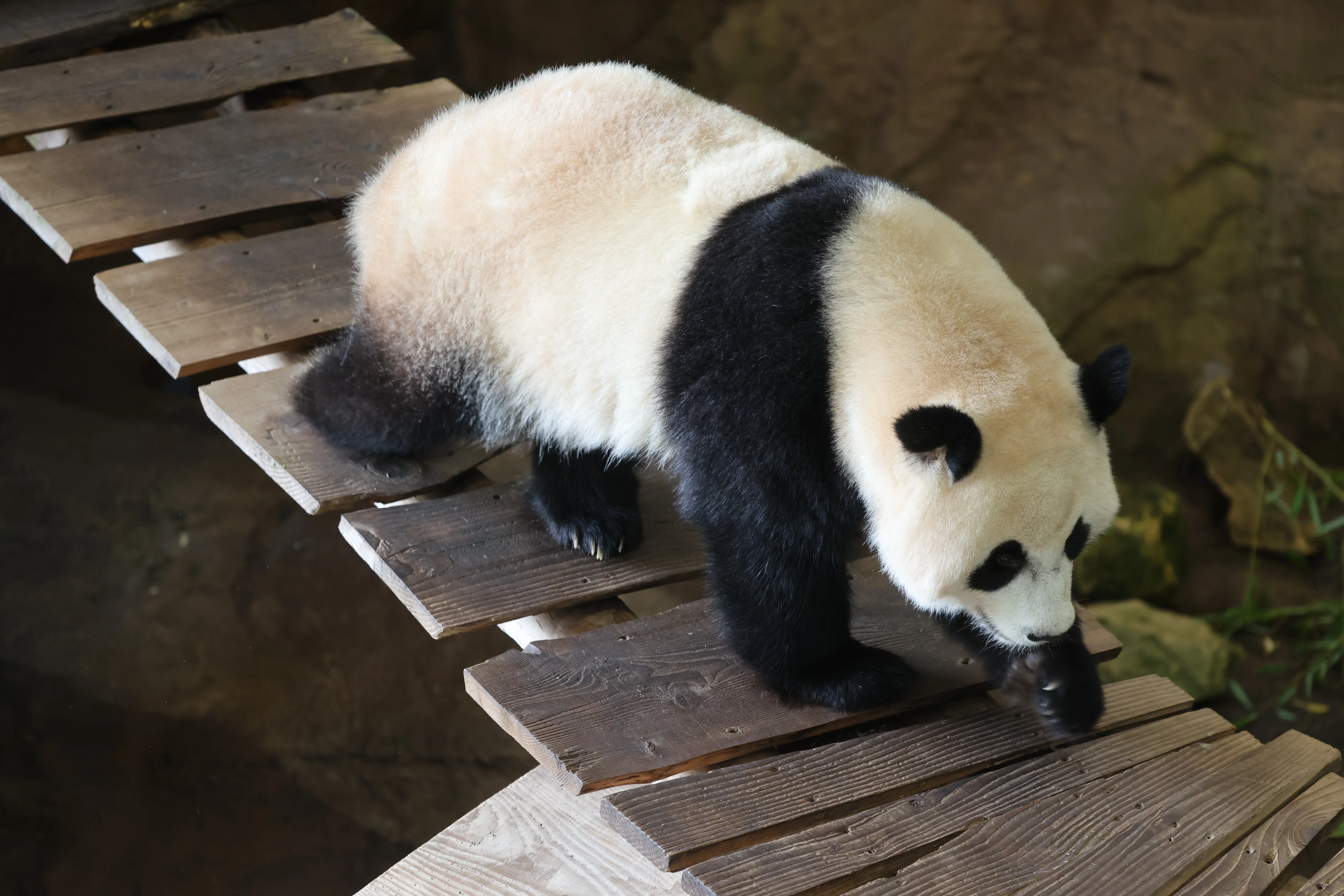 Ouwehands Dierenpark Rhenen
