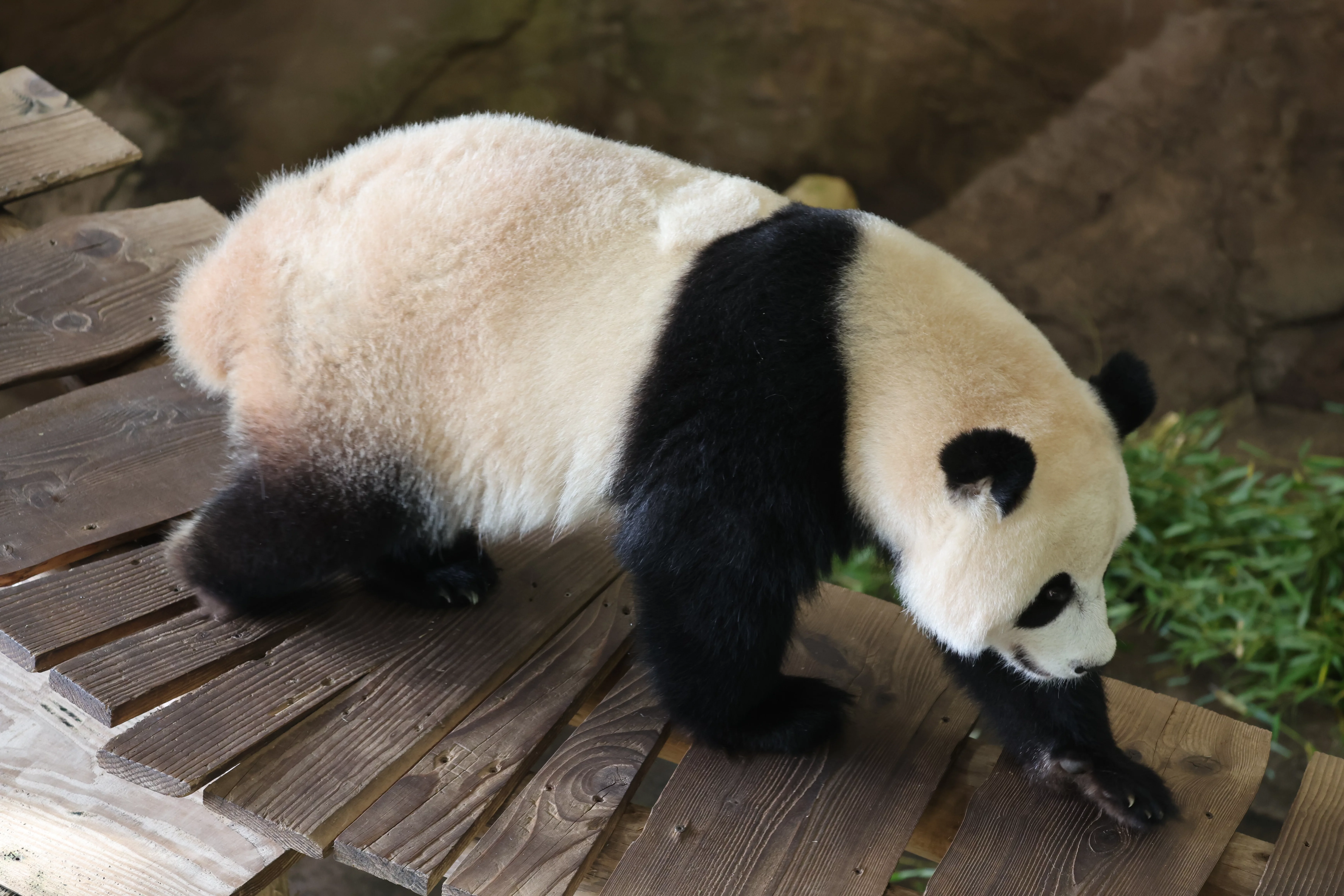Ouwehands Dierenpark Rhenen