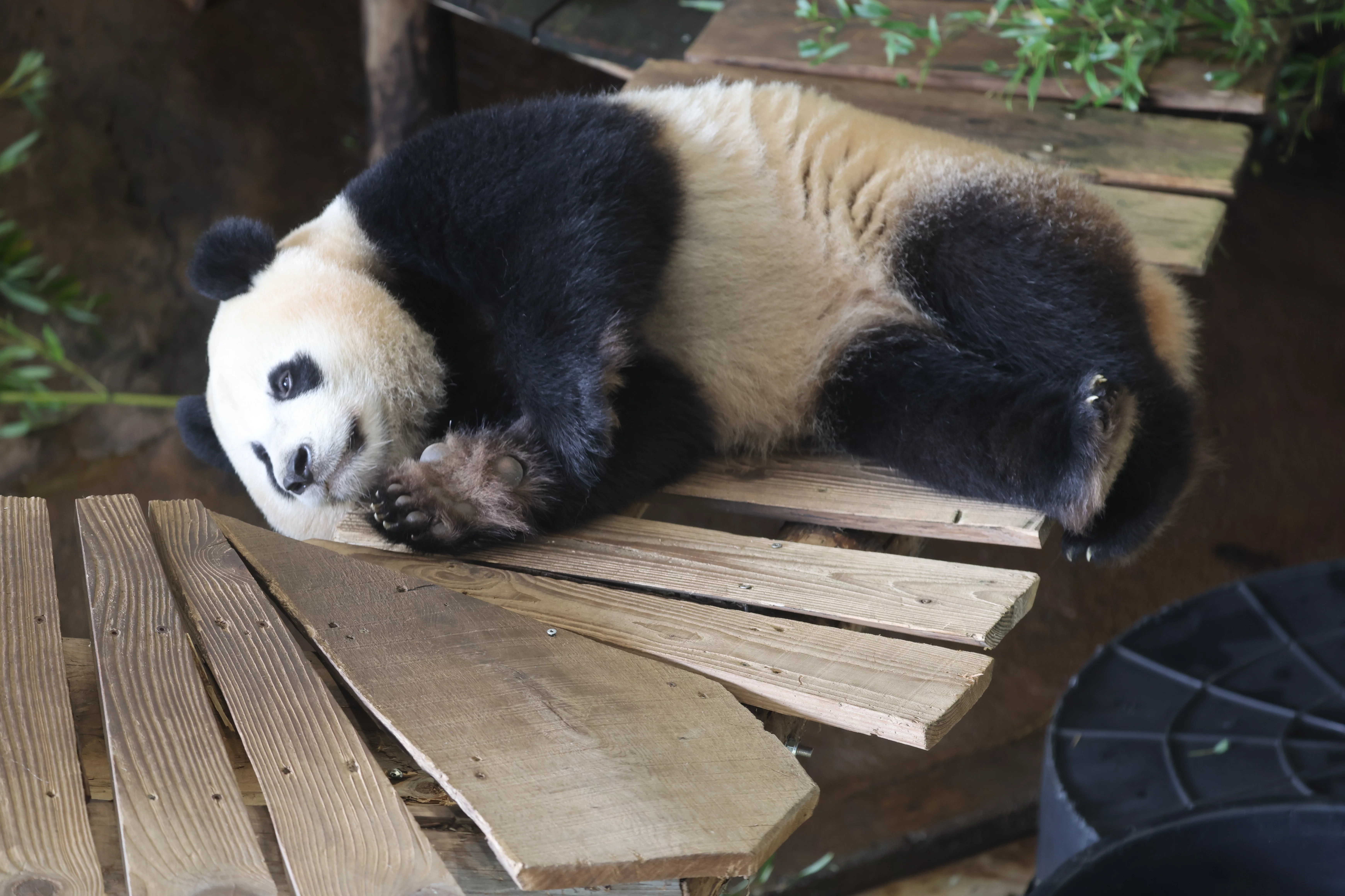 Ouwehands Dierenpark Rhenen