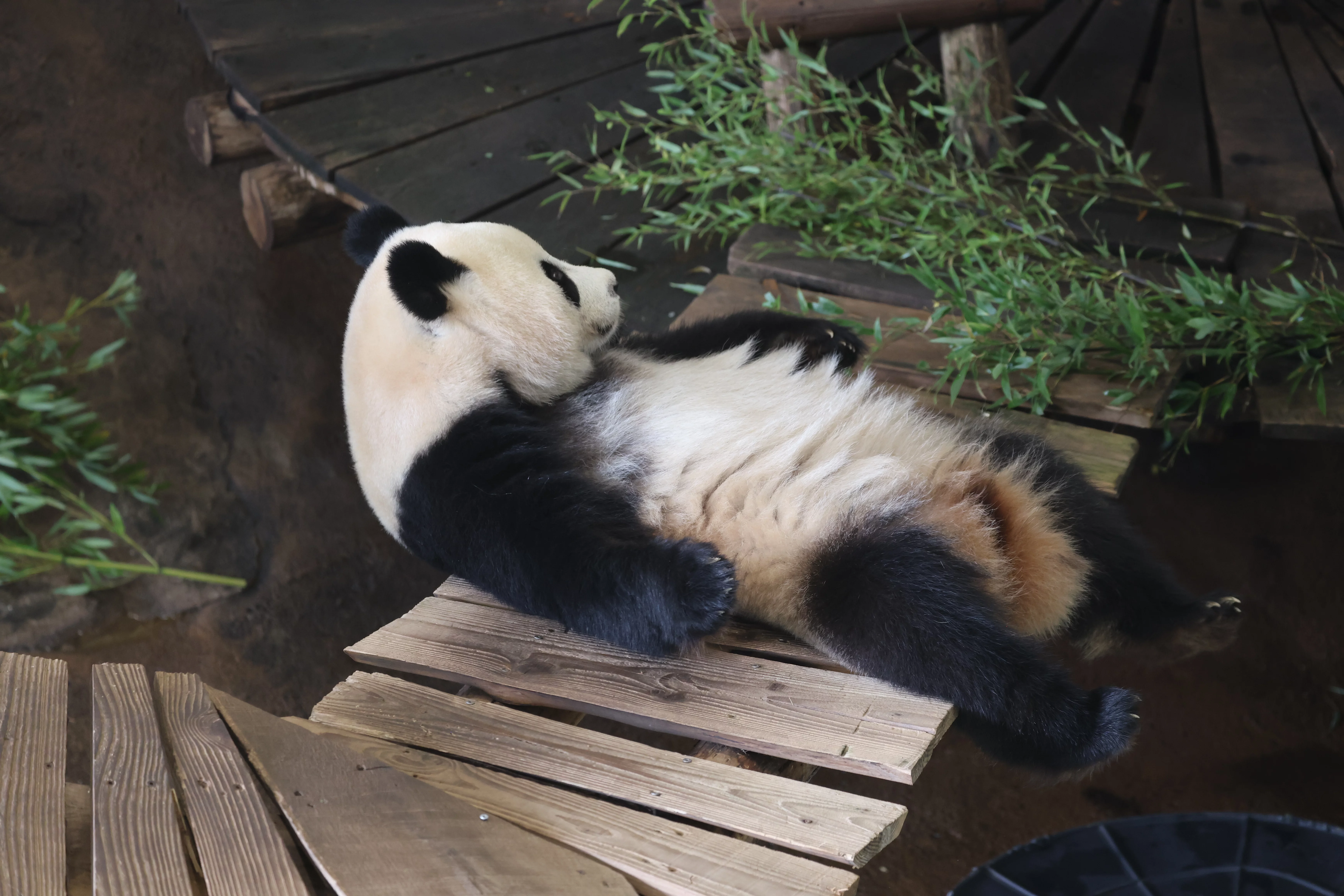 Ouwehands Dierenpark Rhenen