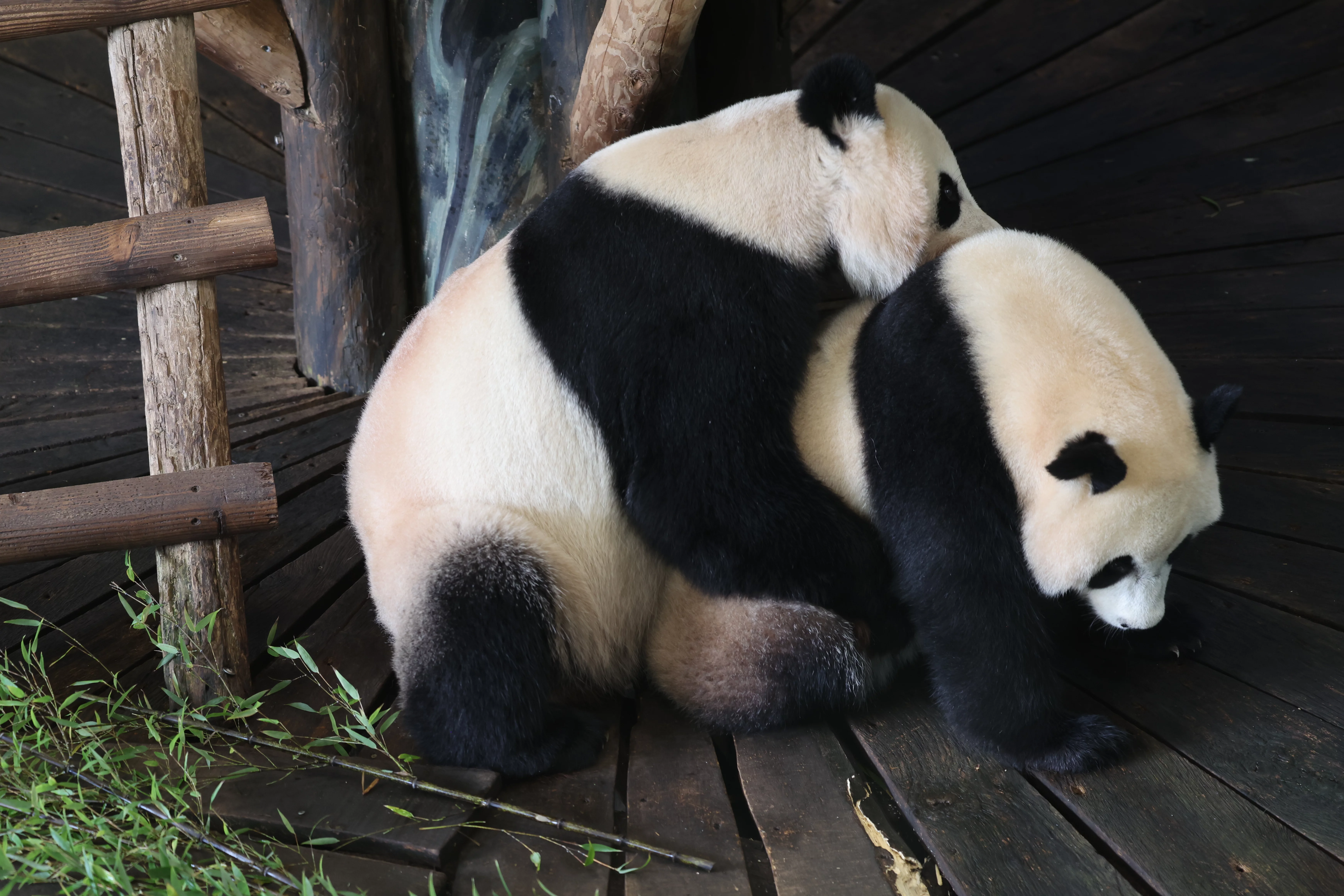 Ouwehands Dierenpark Rhenen