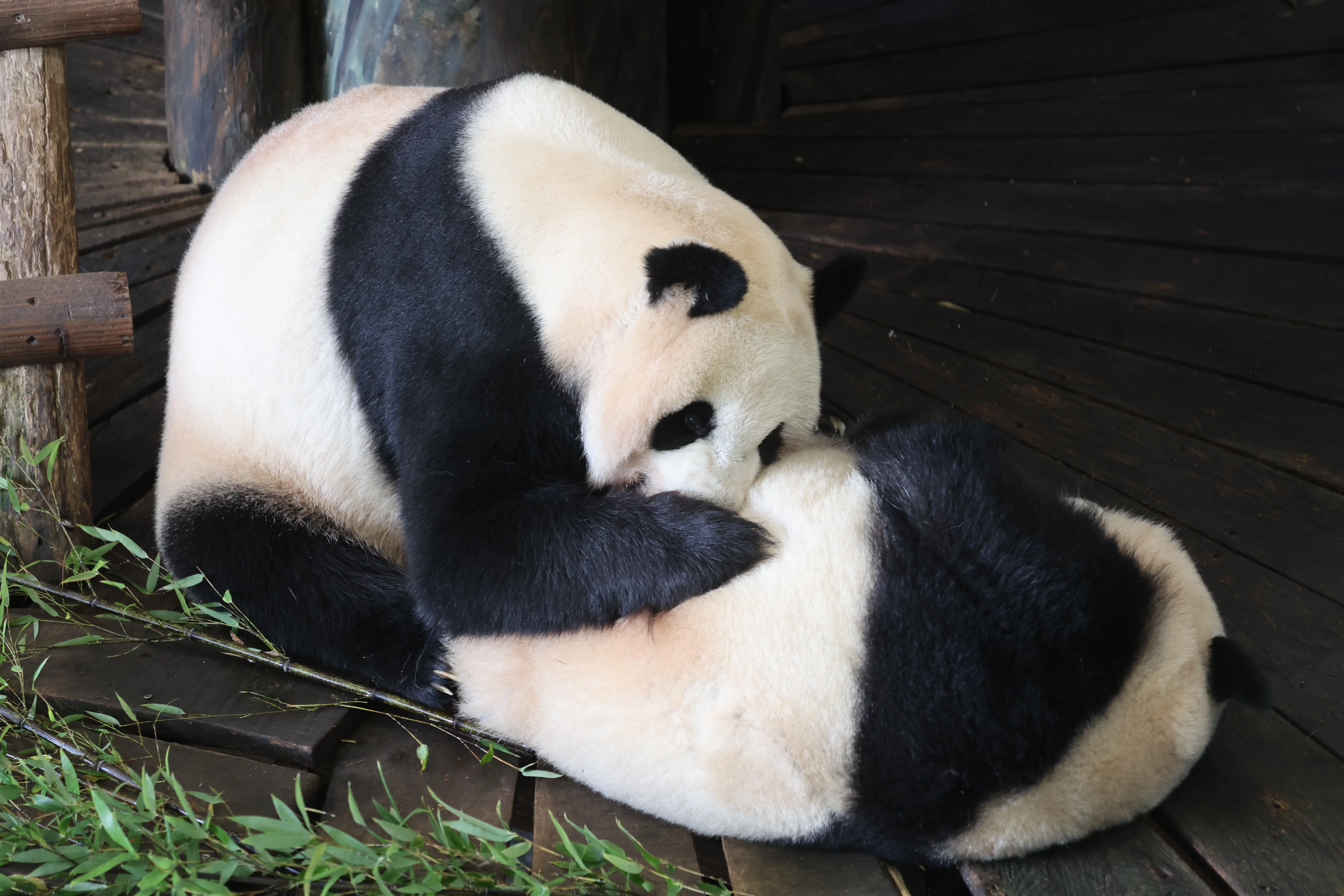 Ouwehands Dierenpark Rhenen