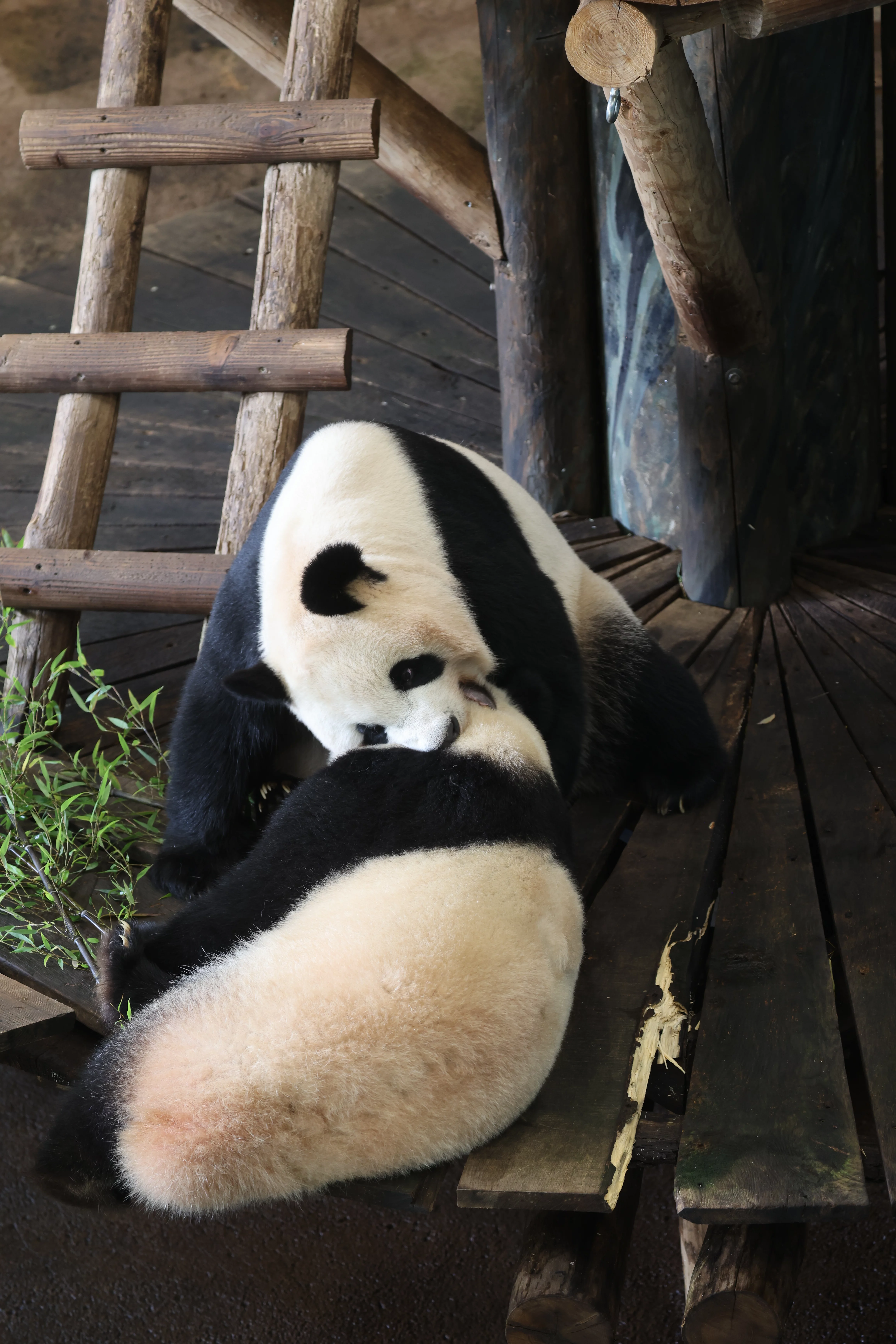 Ouwehands Dierenpark Rhenen