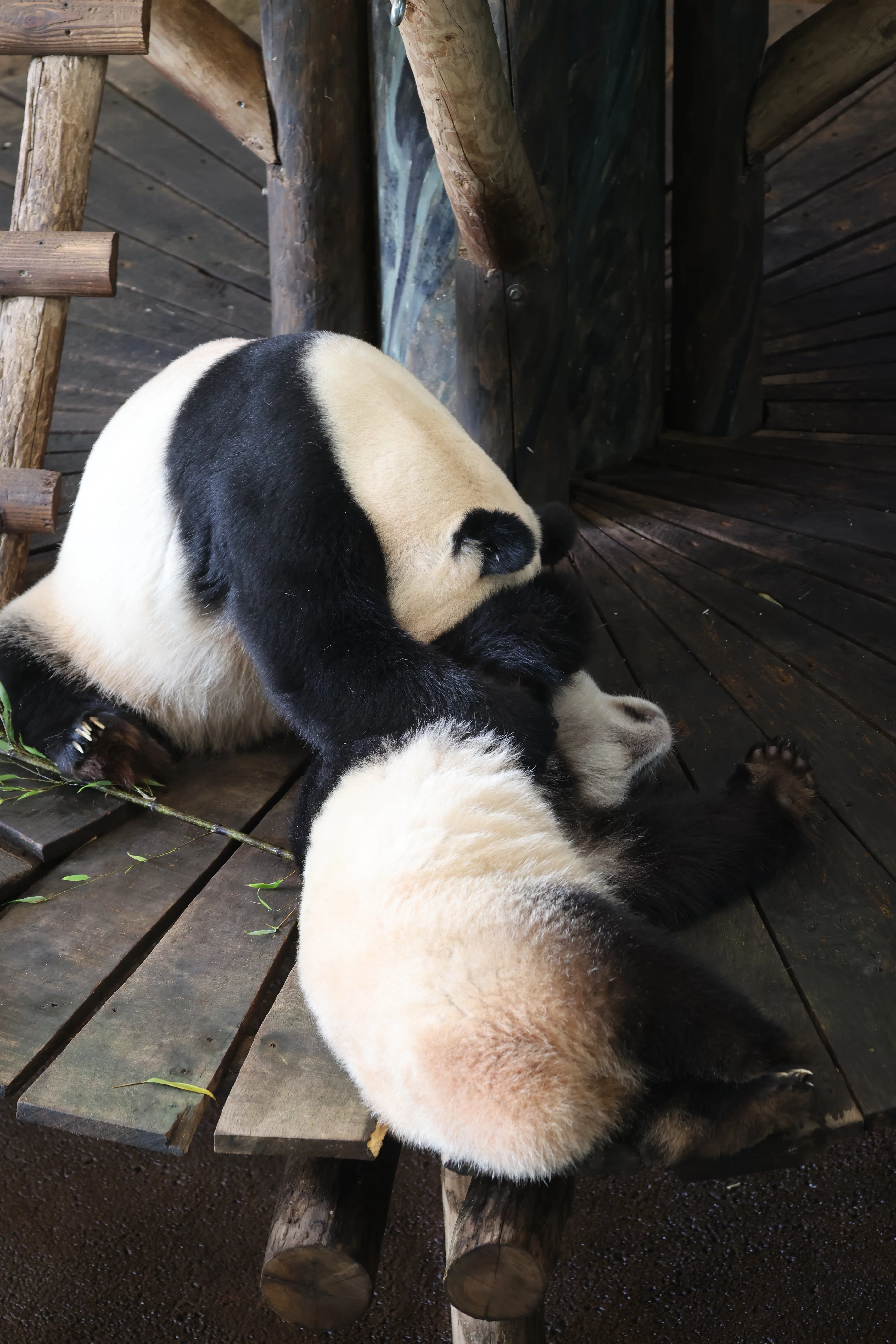 Ouwehands Dierenpark Rhenen
