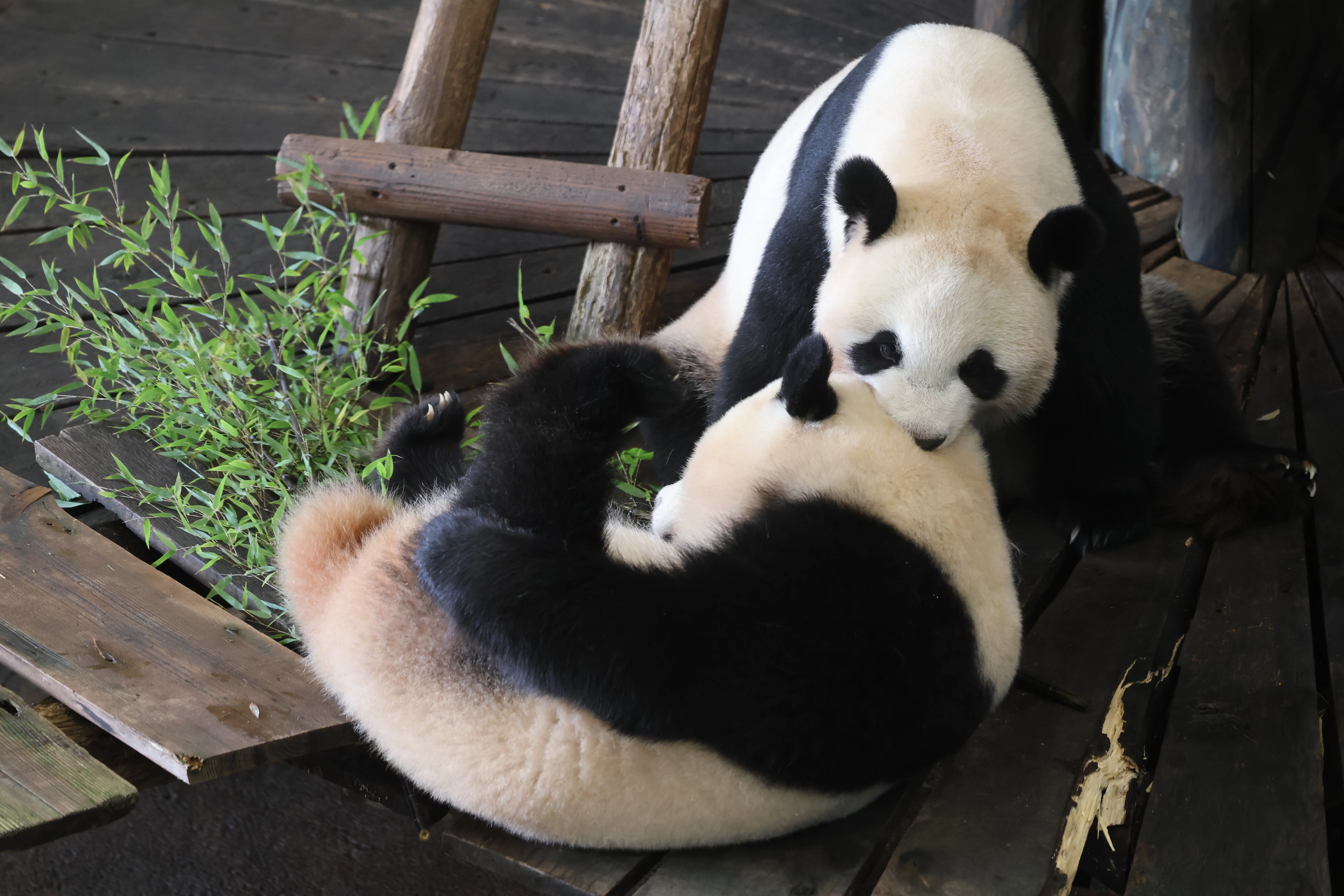 Ouwehands Dierenpark Rhenen