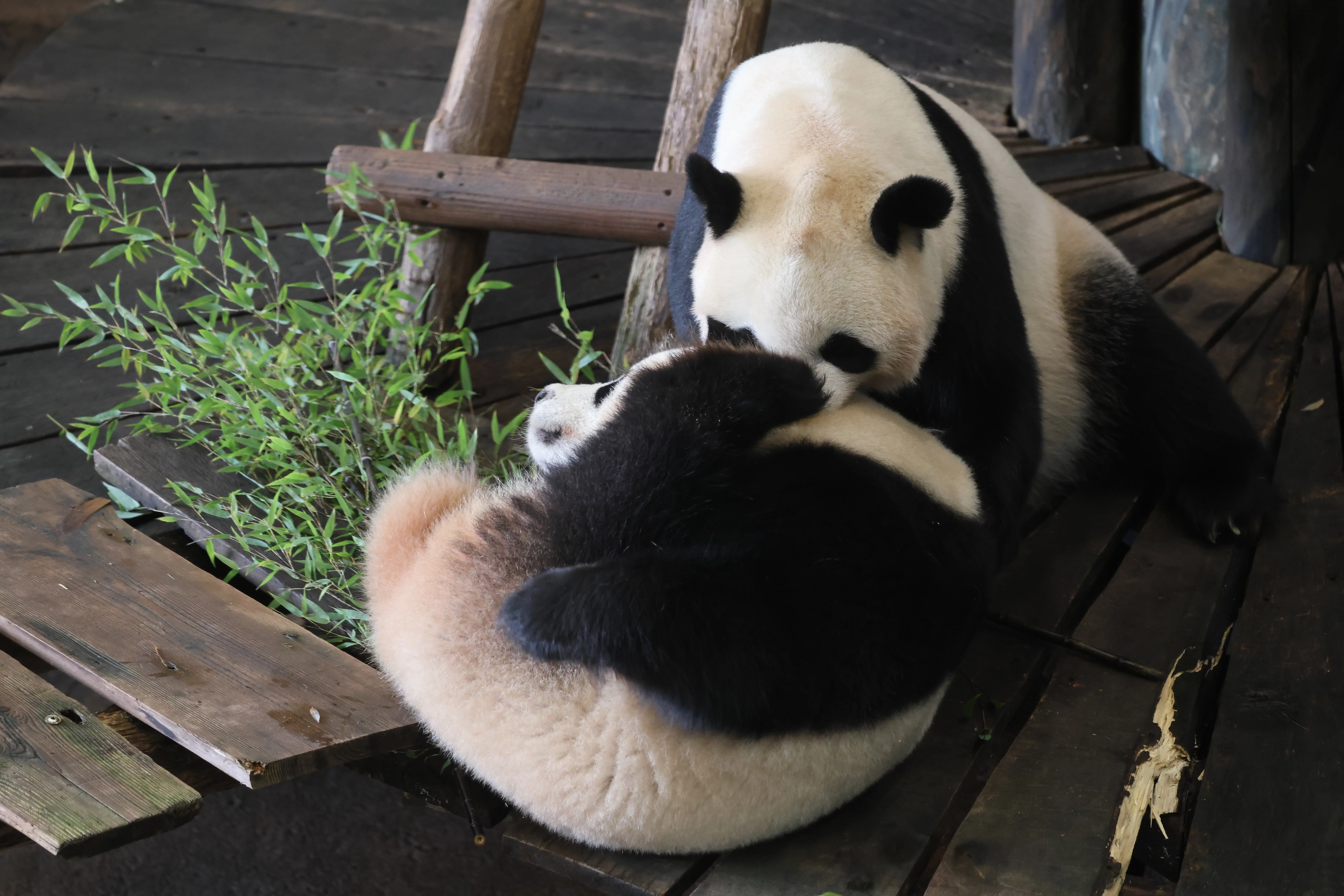 Ouwehands Dierenpark Rhenen