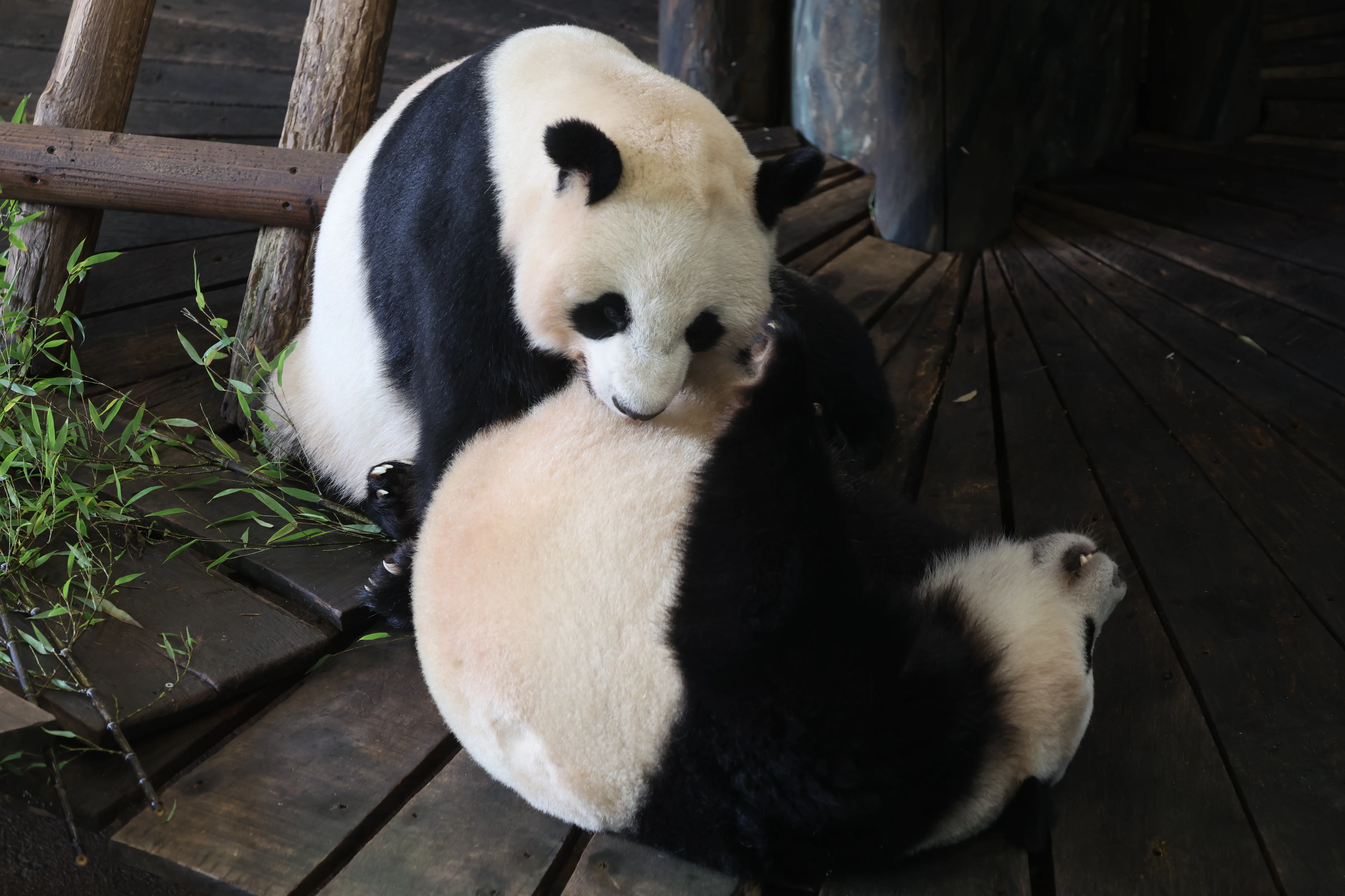 Ouwehands Dierenpark Rhenen