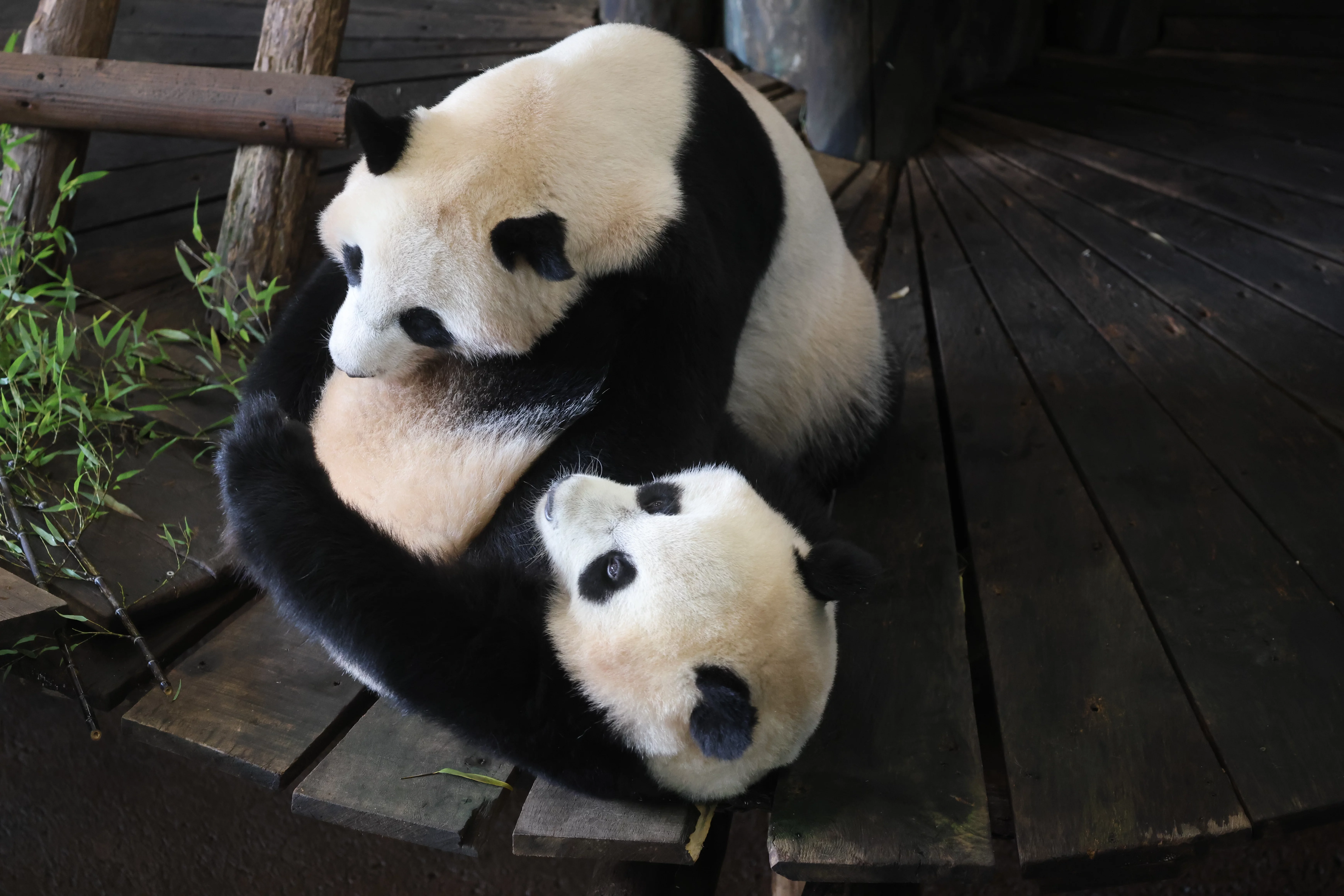 Ouwehands Dierenpark Rhenen