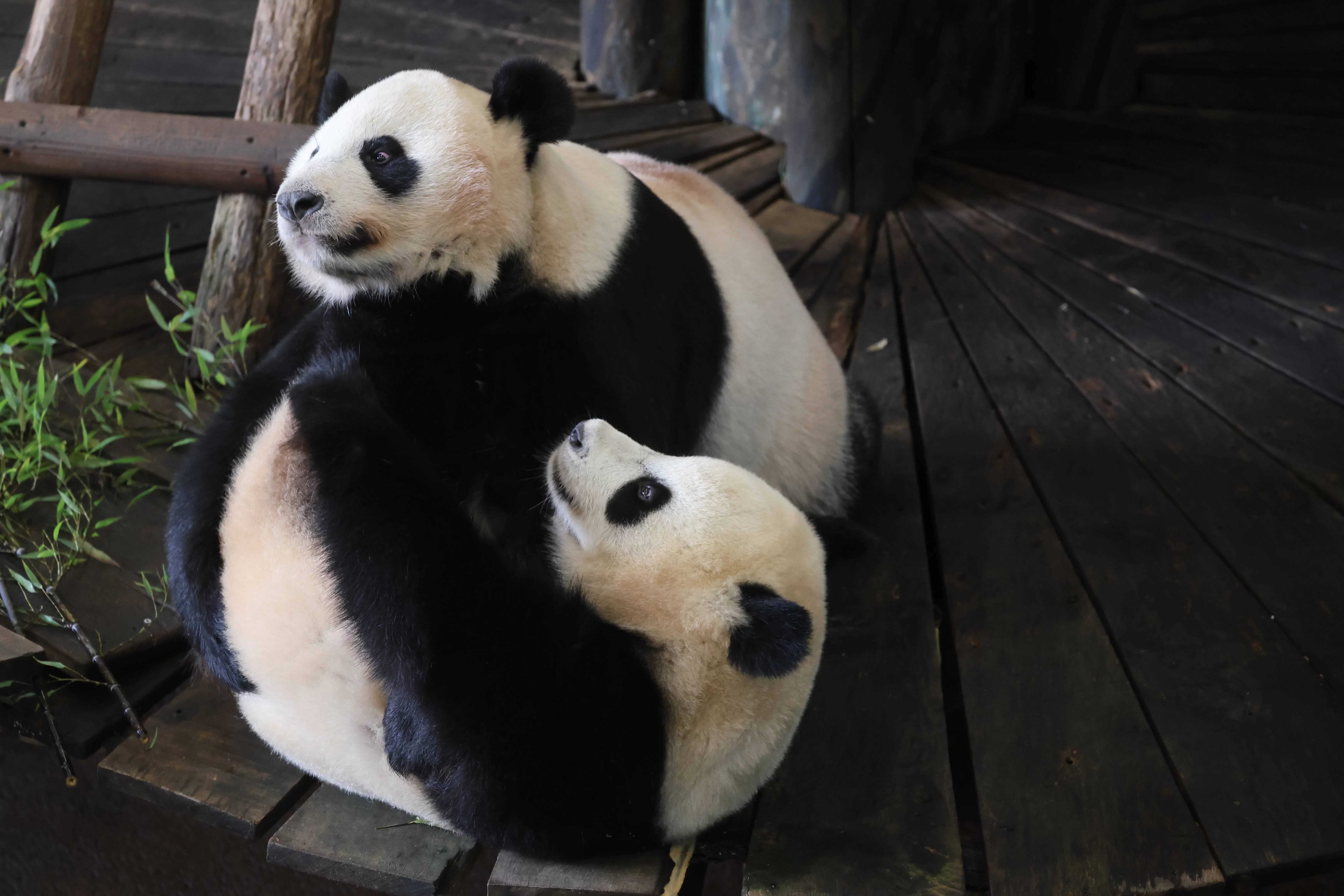 Ouwehands Dierenpark Rhenen