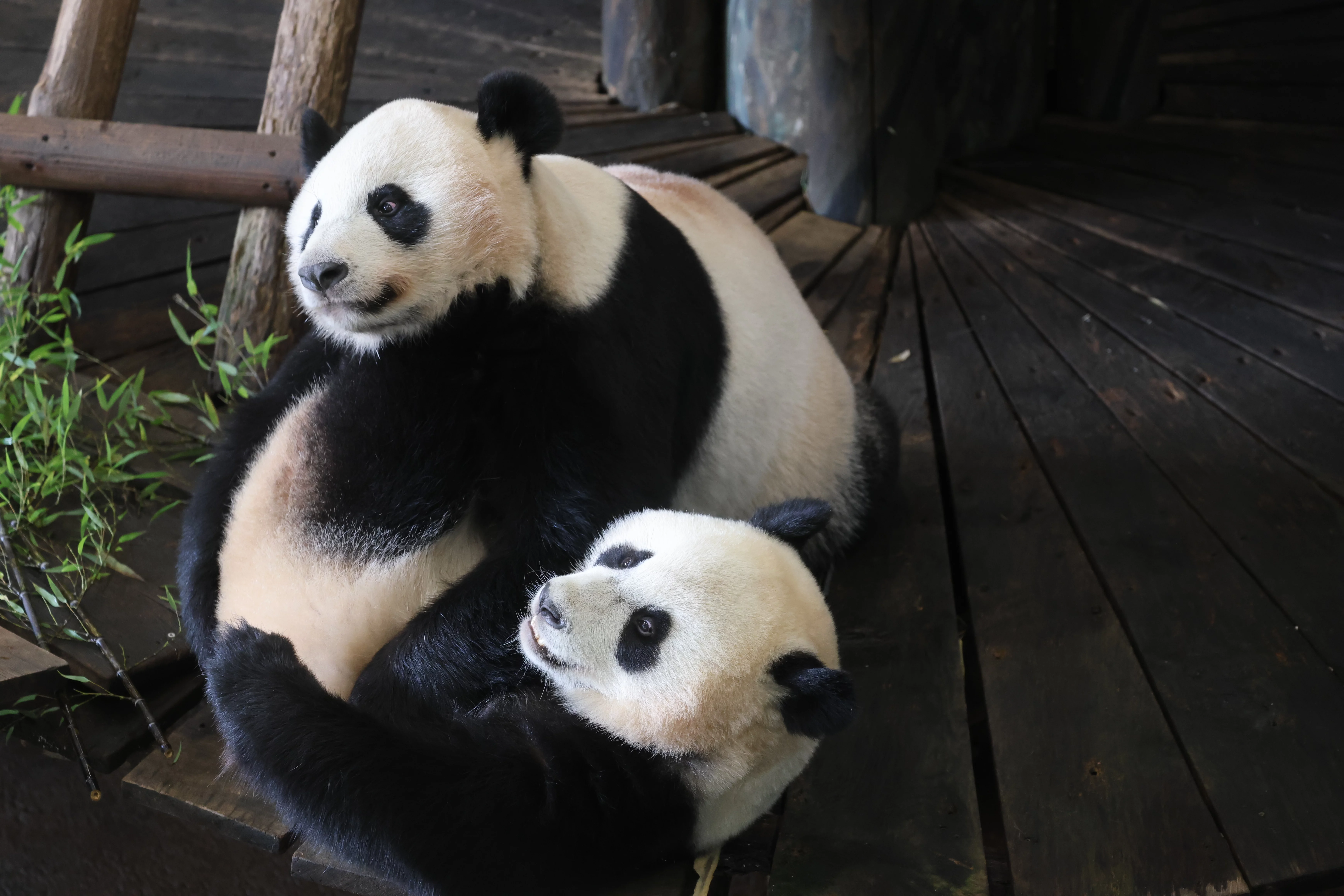 Ouwehands Dierenpark Rhenen