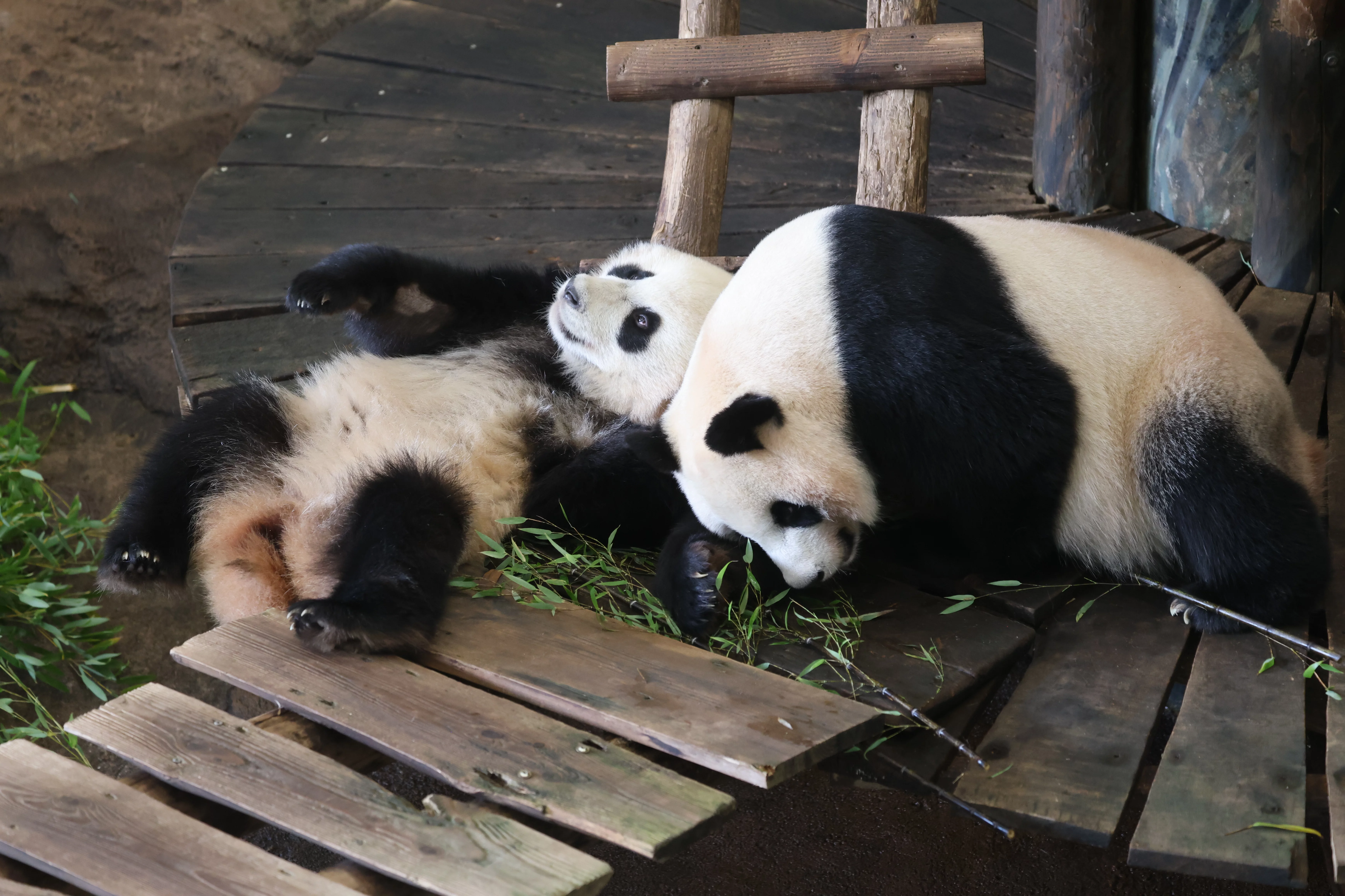Ouwehands Dierenpark Rhenen