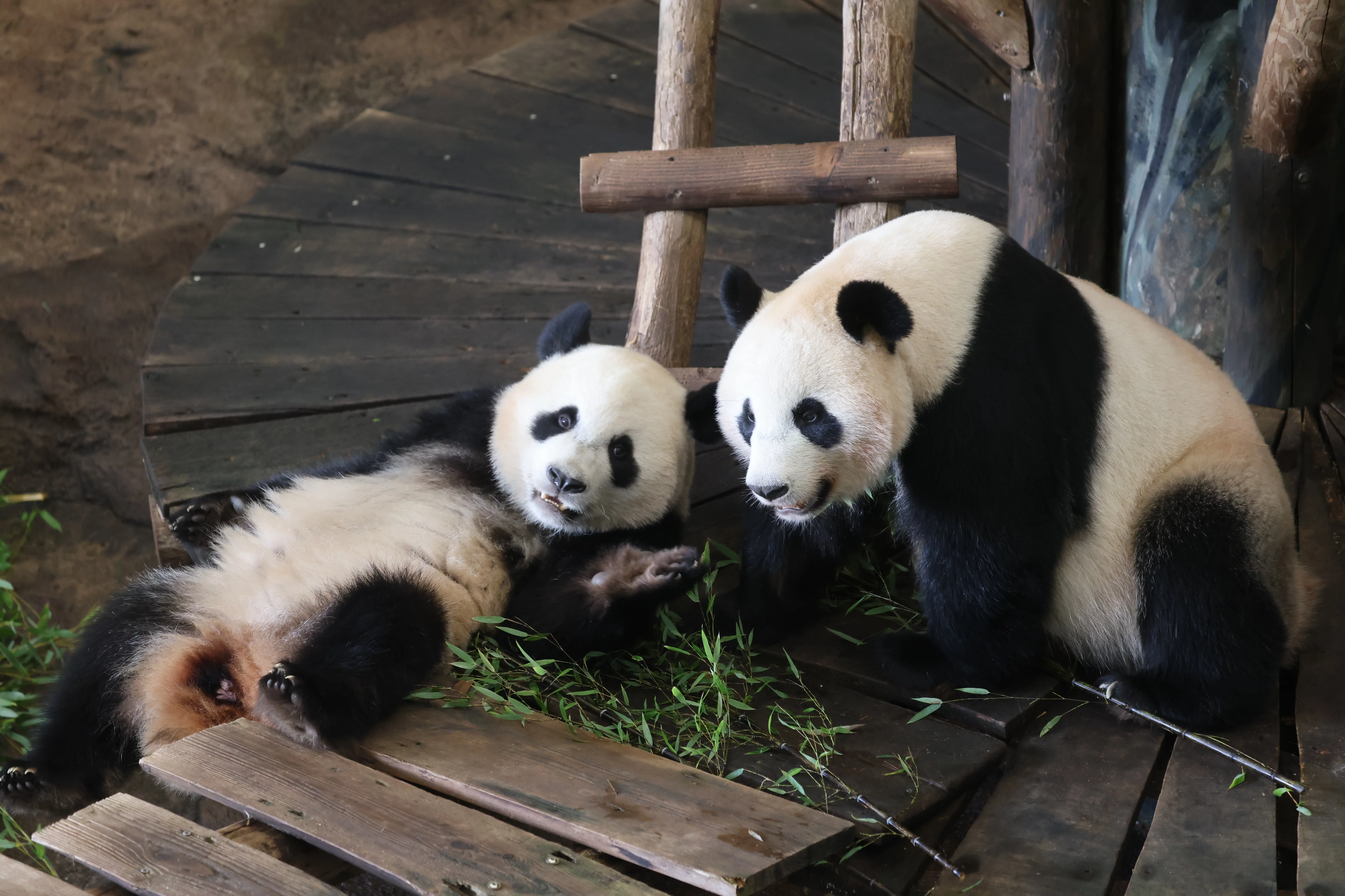 Ouwehands Dierenpark Rhenen